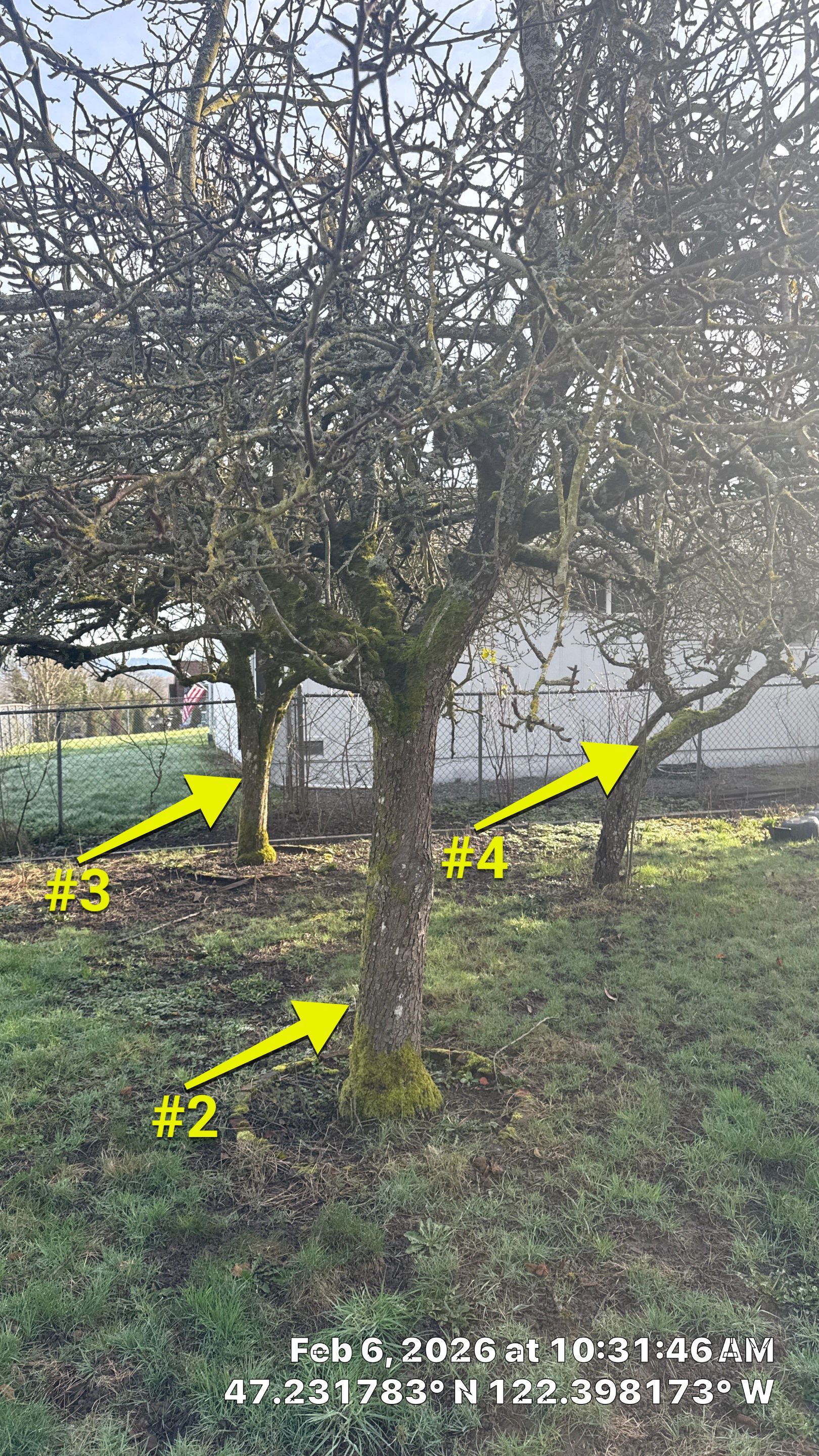 Arborist Development Report for Proposed Site Improvements – Tacoma, WA by Sound Tree Care LLC
