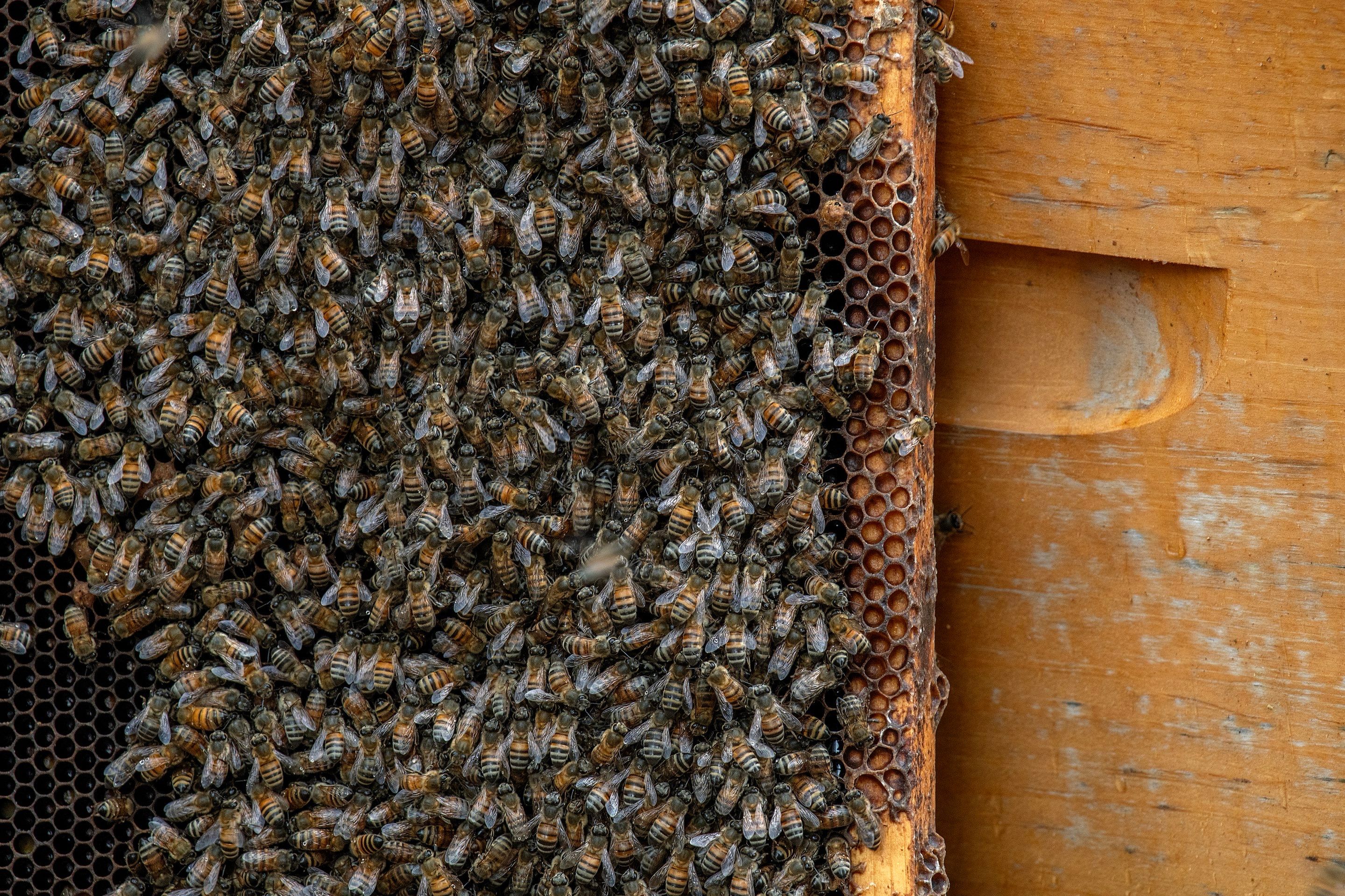 Urban Beekeeping in Dallas by Rockwall Honey Bee Company