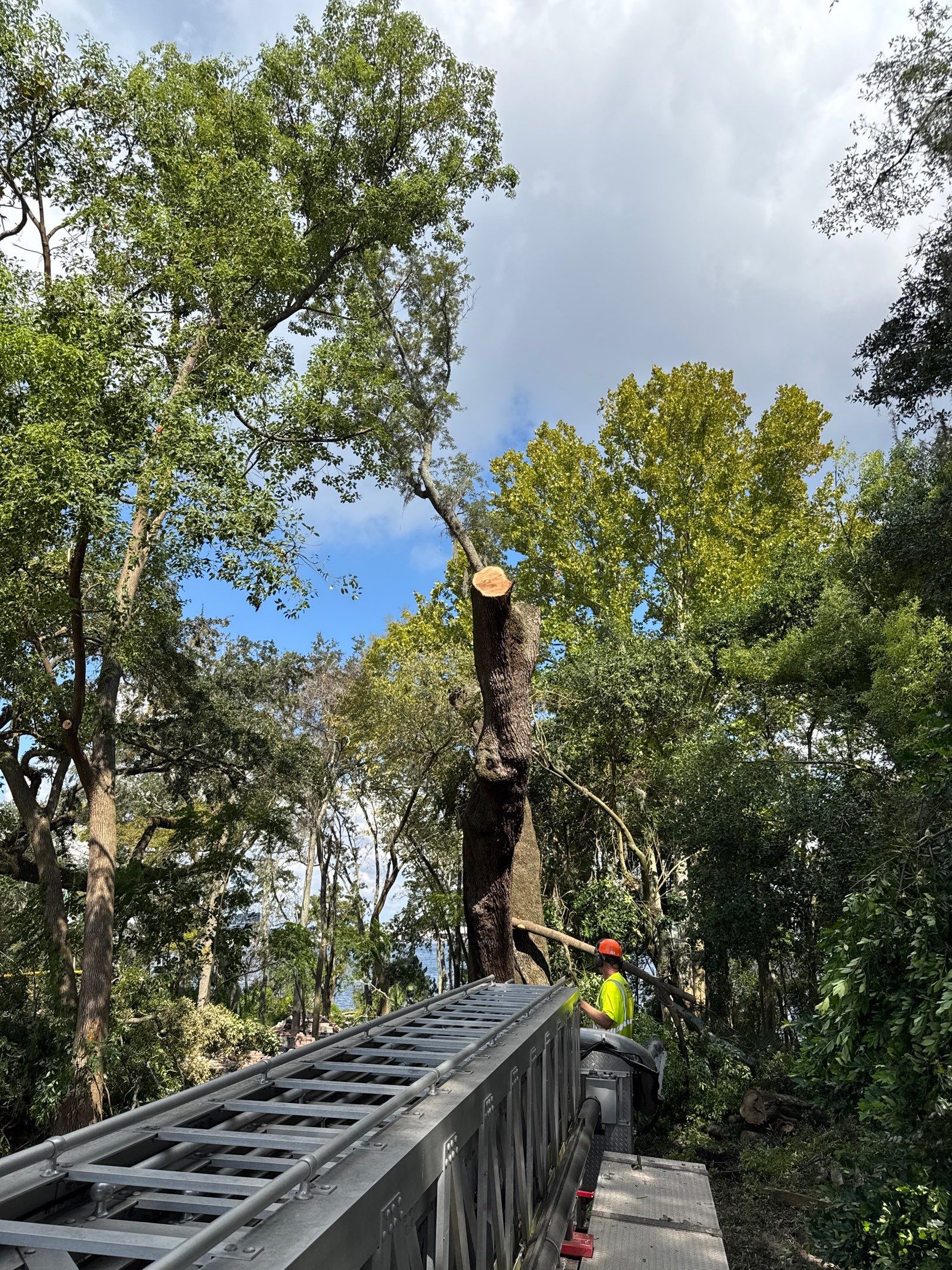 Tree Removal | Episcopal Softball Field by ProGreen Services