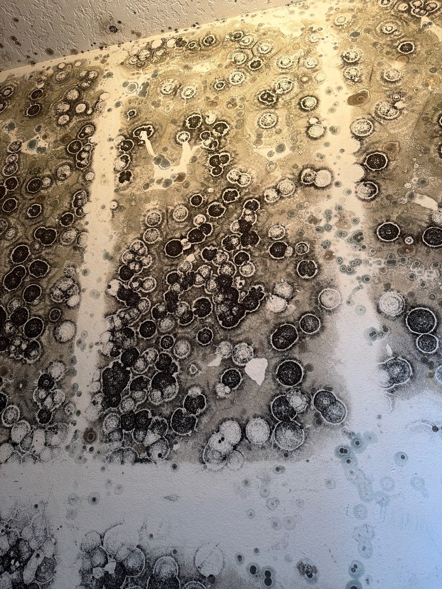 Mold Remediation and Interior Structural Drying in Wellington, Florida by SuperClean