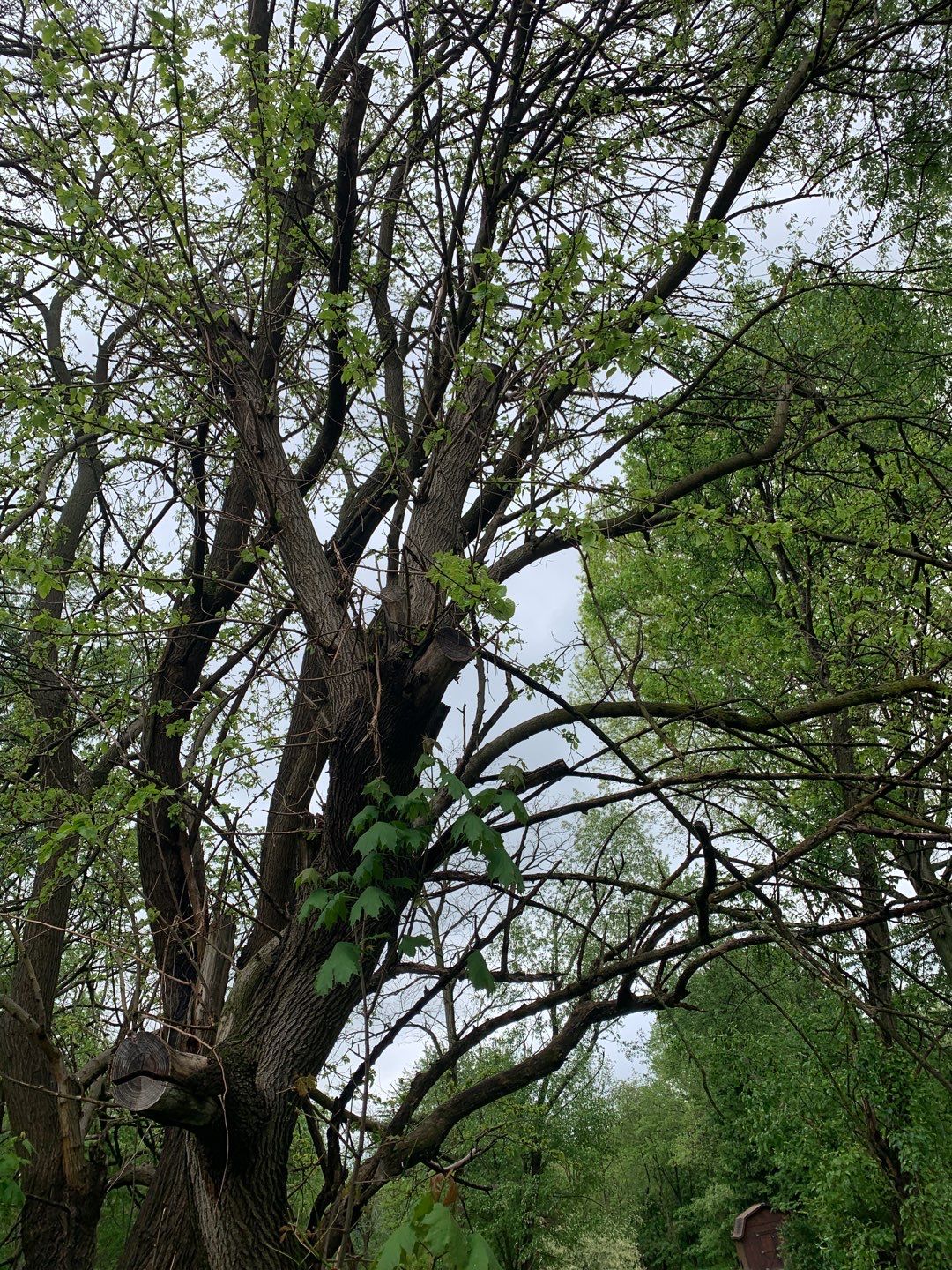 Tree Removal using Tree Removal by Mike Jones & Sons Tree Service LLC 