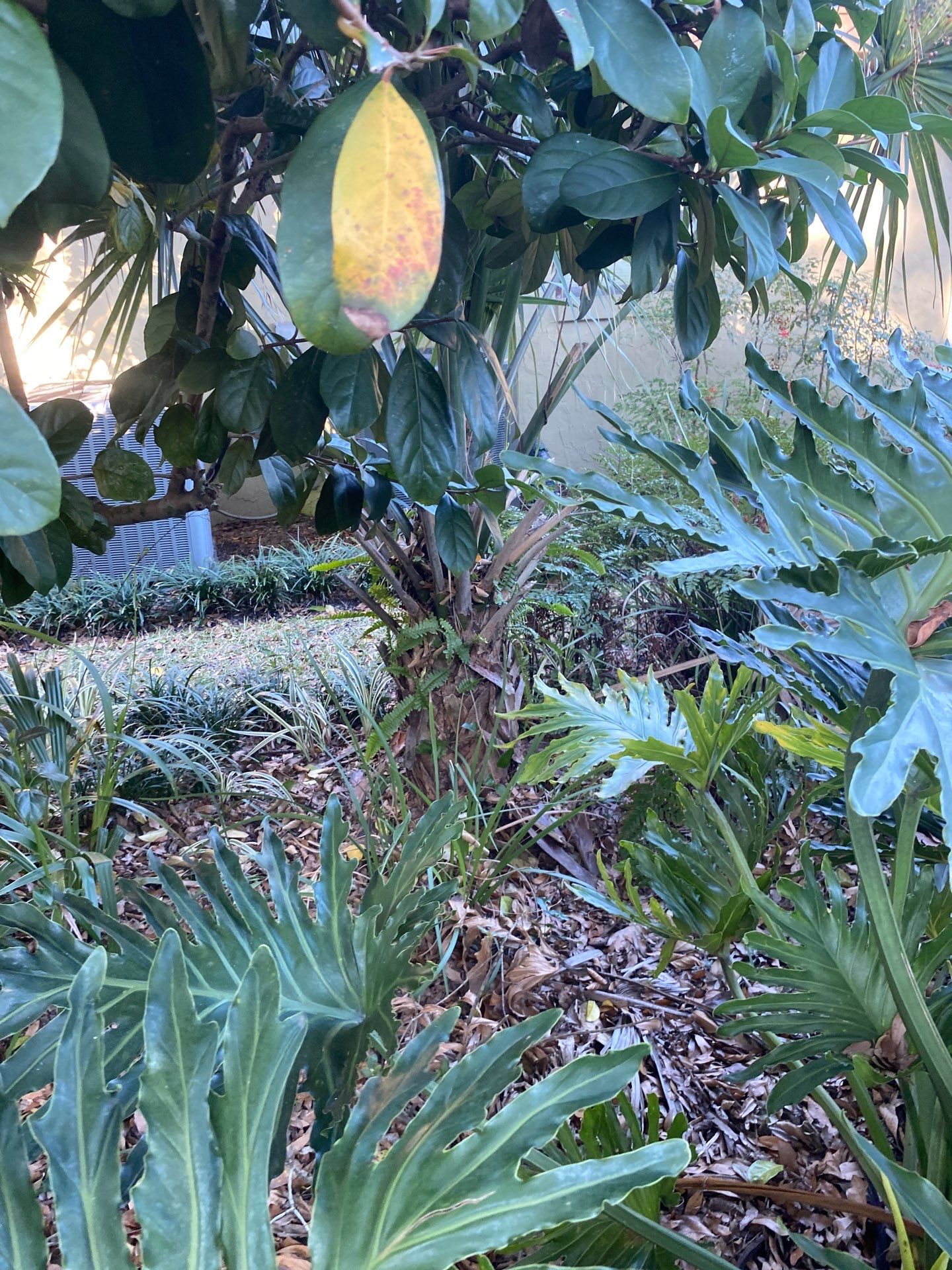Deerwood Resident | Tree Removal by ProGreen Services