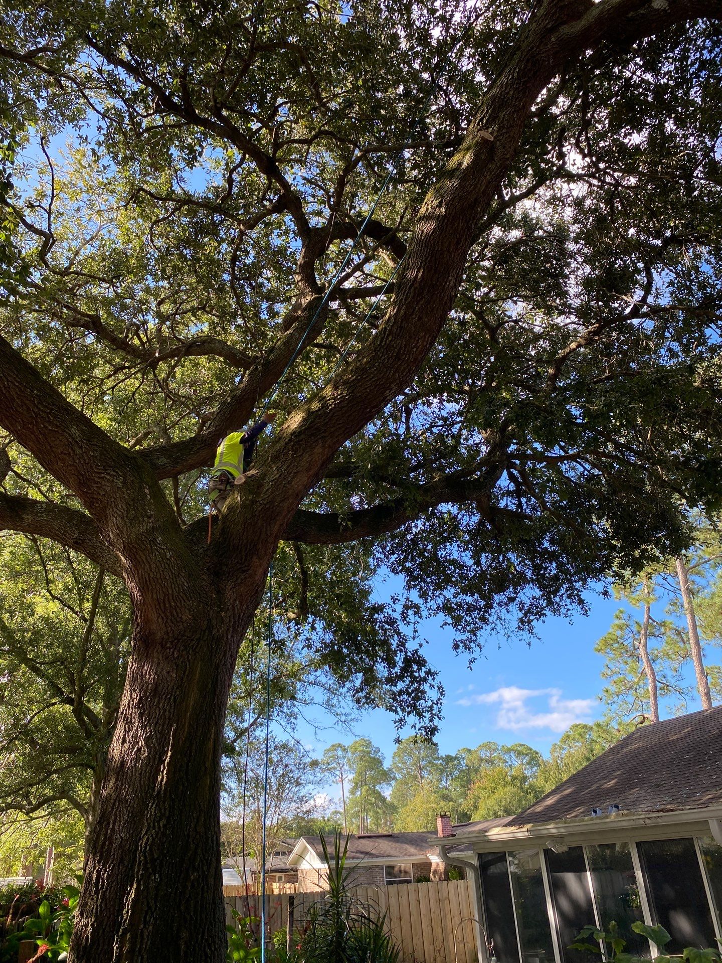 Tree Trimming | Residential by ProGreen Services