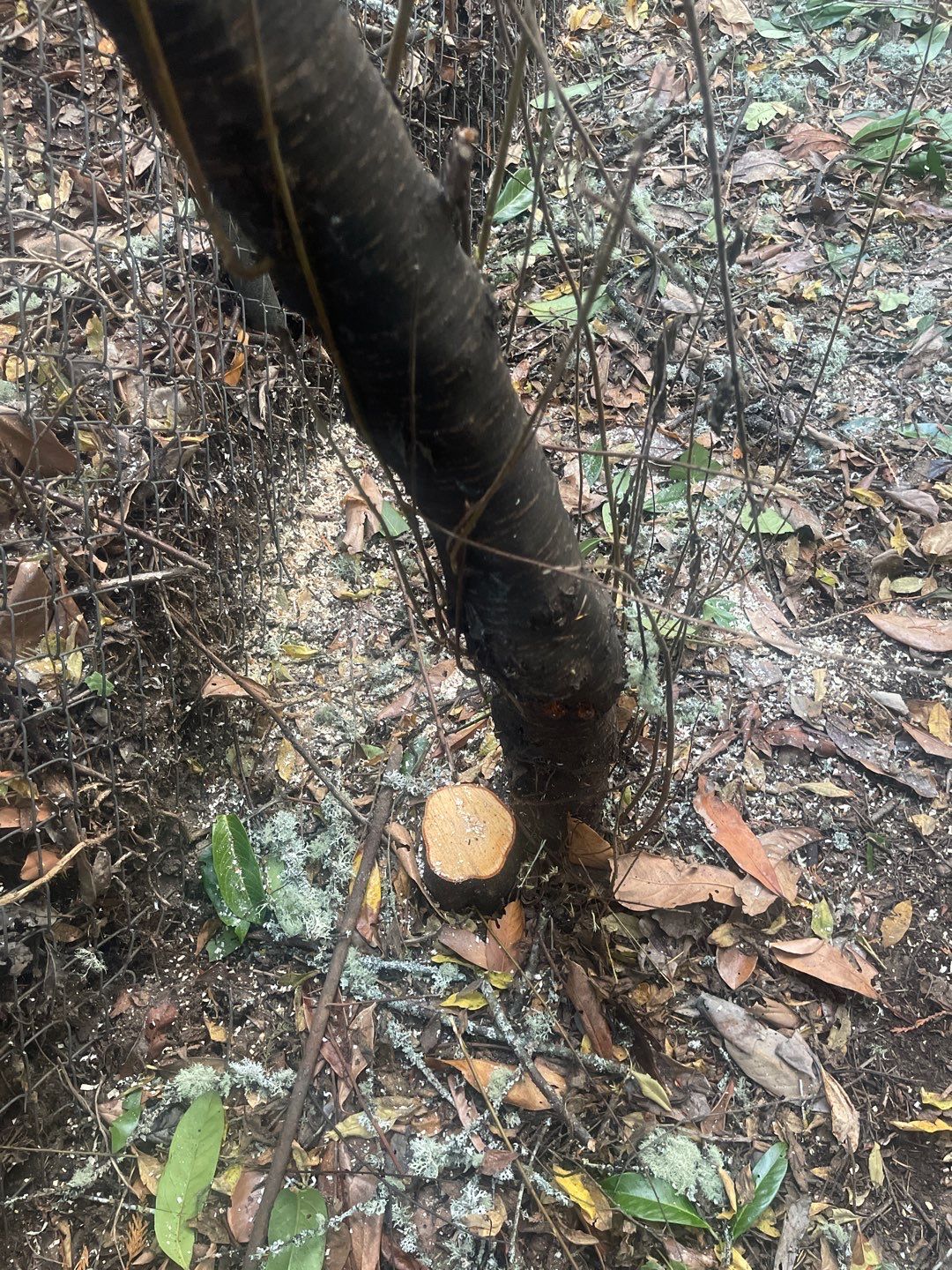 Tree Removal using Tree Removal by Mike Jones & Sons Tree Service LLC 