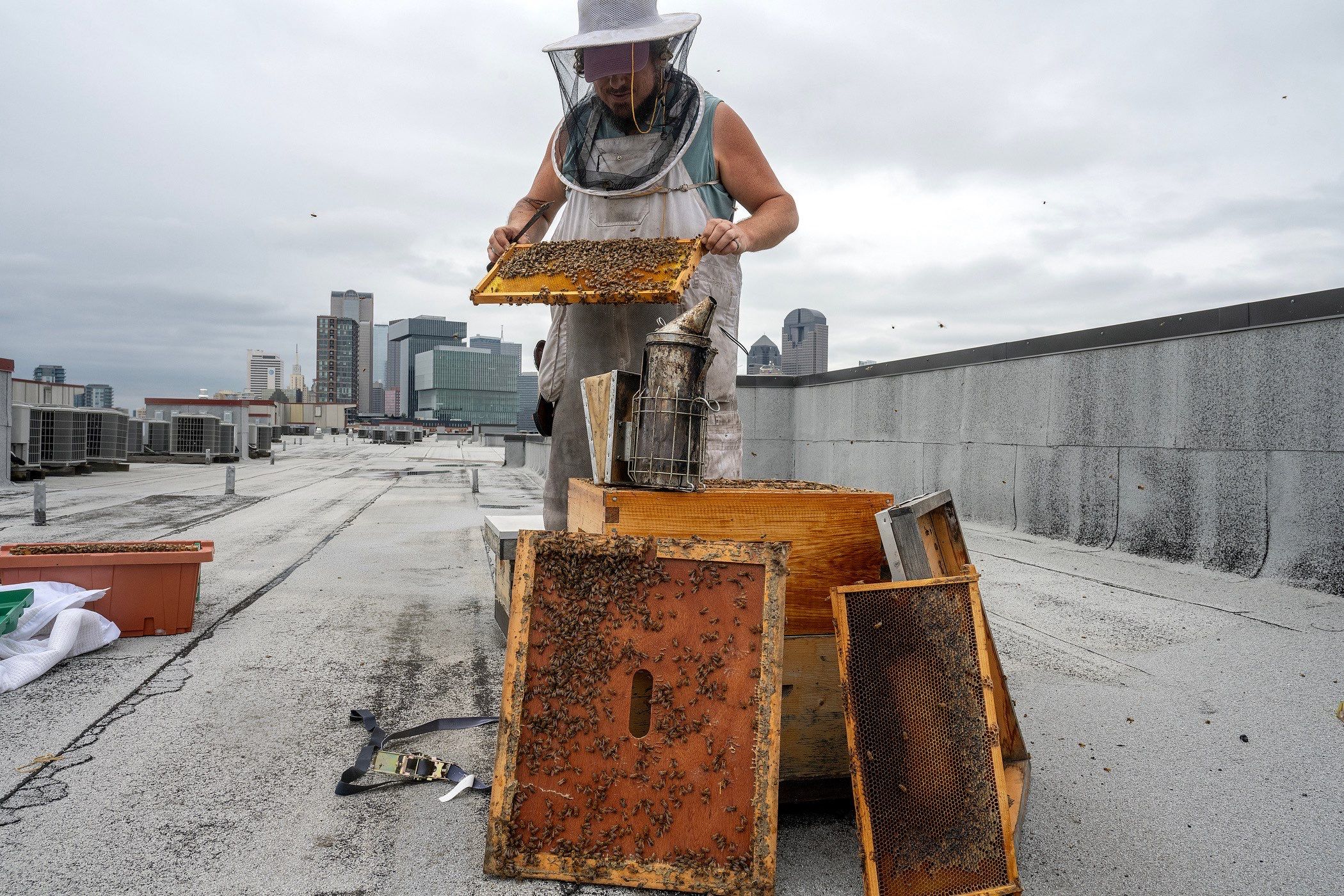 Urban Beekeeping in Dallas by Rockwall Honey Bee Company