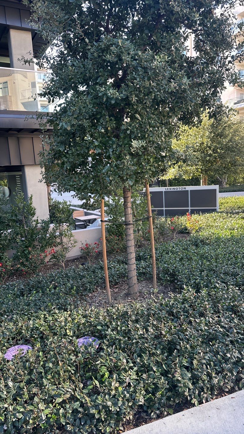 Newport HOA Holiday Lighting by Property Cleaning Experts, LLC