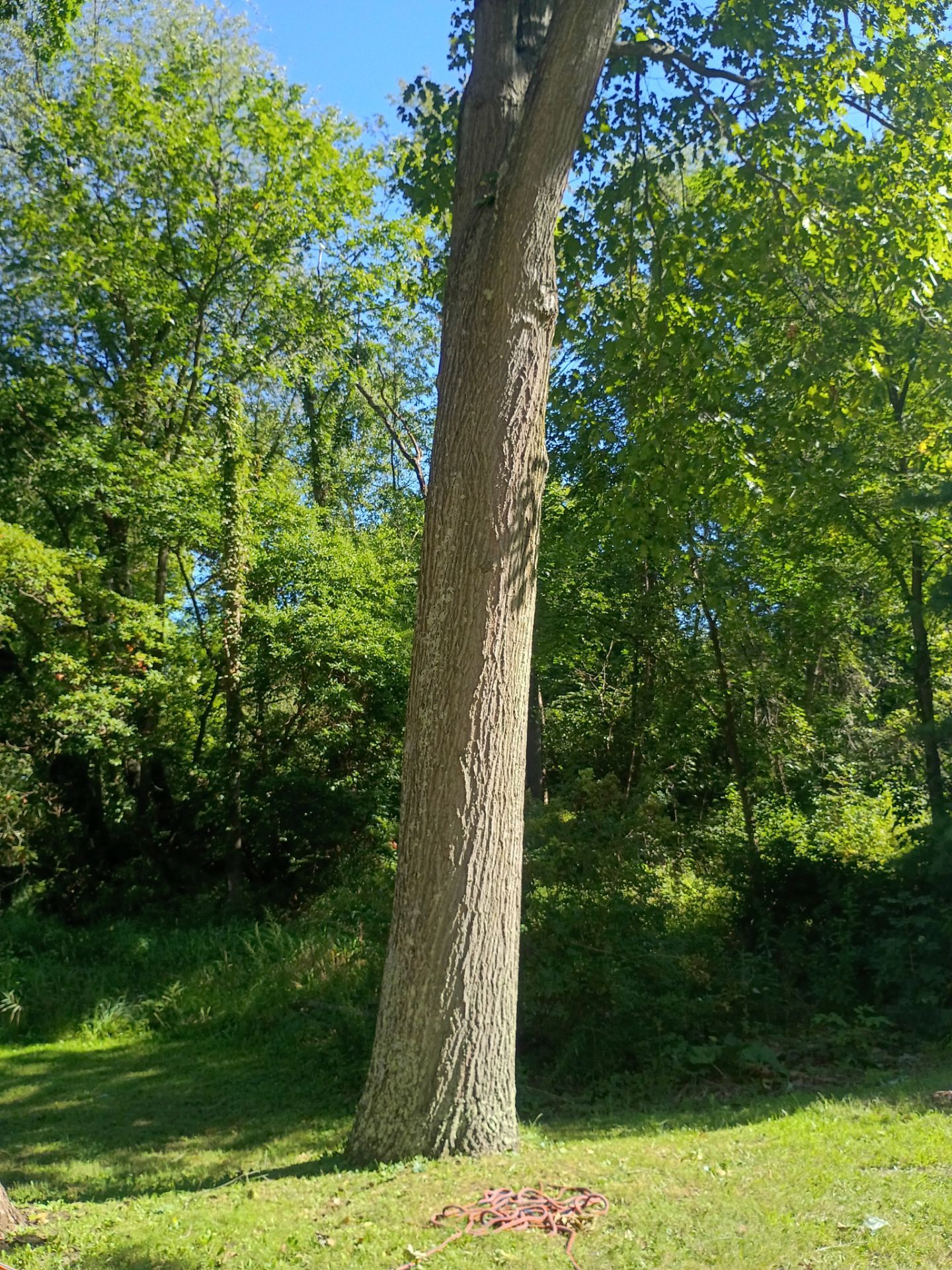 Tree Trimming & Tree Removal in Akron Ohio by Mike Jones & Sons Tree Service LLC 