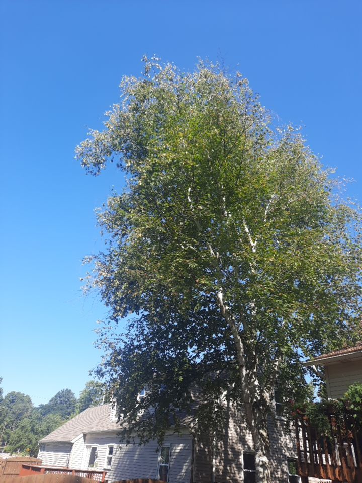 Tree Removal using Tree Removal by Mike Jones & Sons Tree Service LLC 