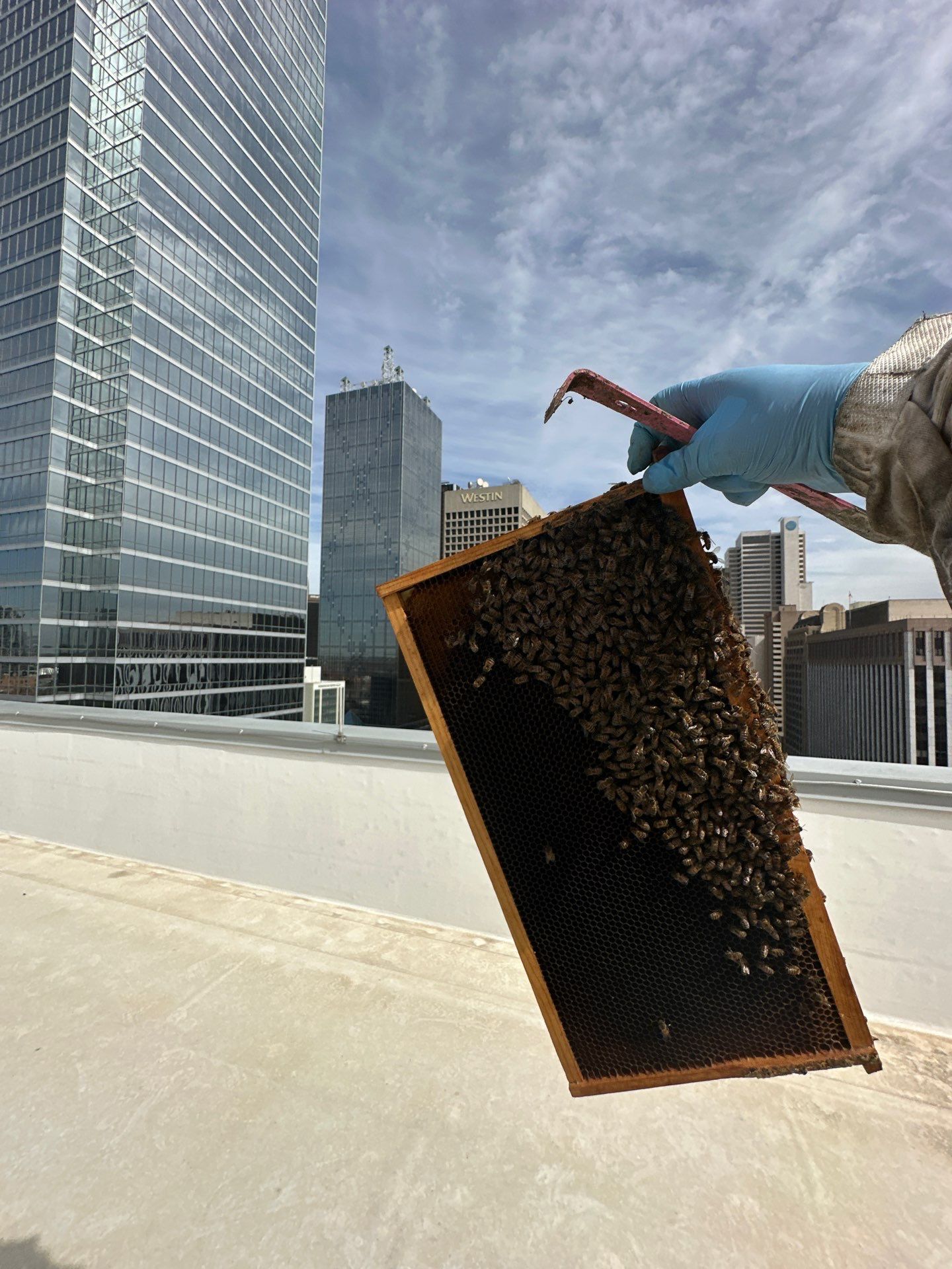 Downtown Dallas by Rockwall Honey Bee Company