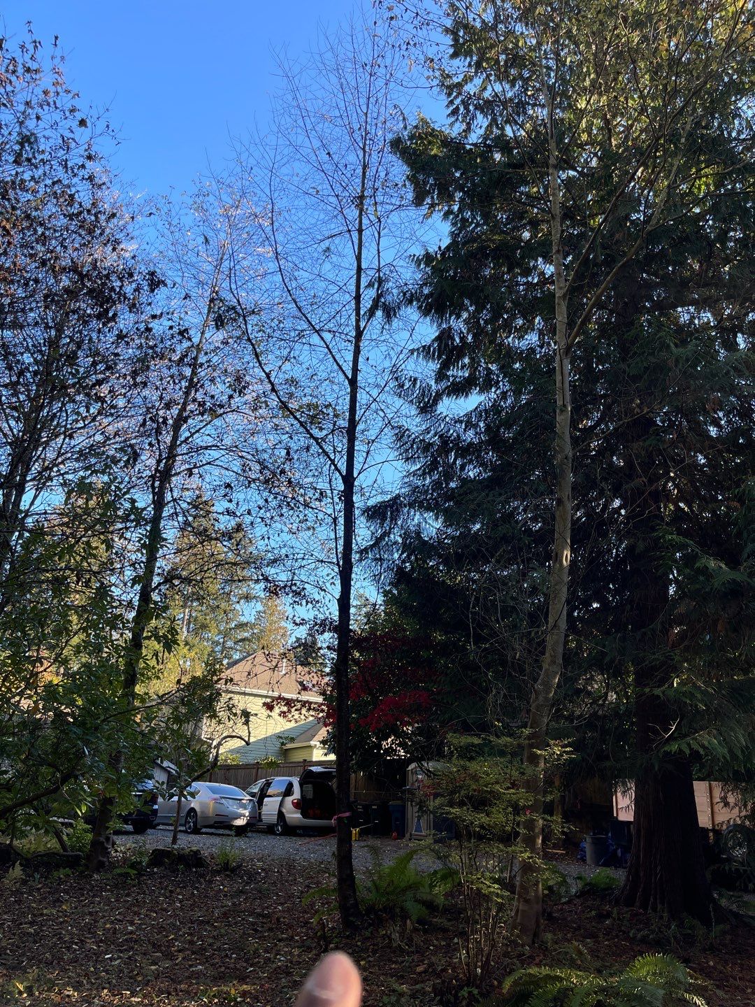 Tree Removal using Tree Removal by Mike Jones & Sons Tree Service LLC 