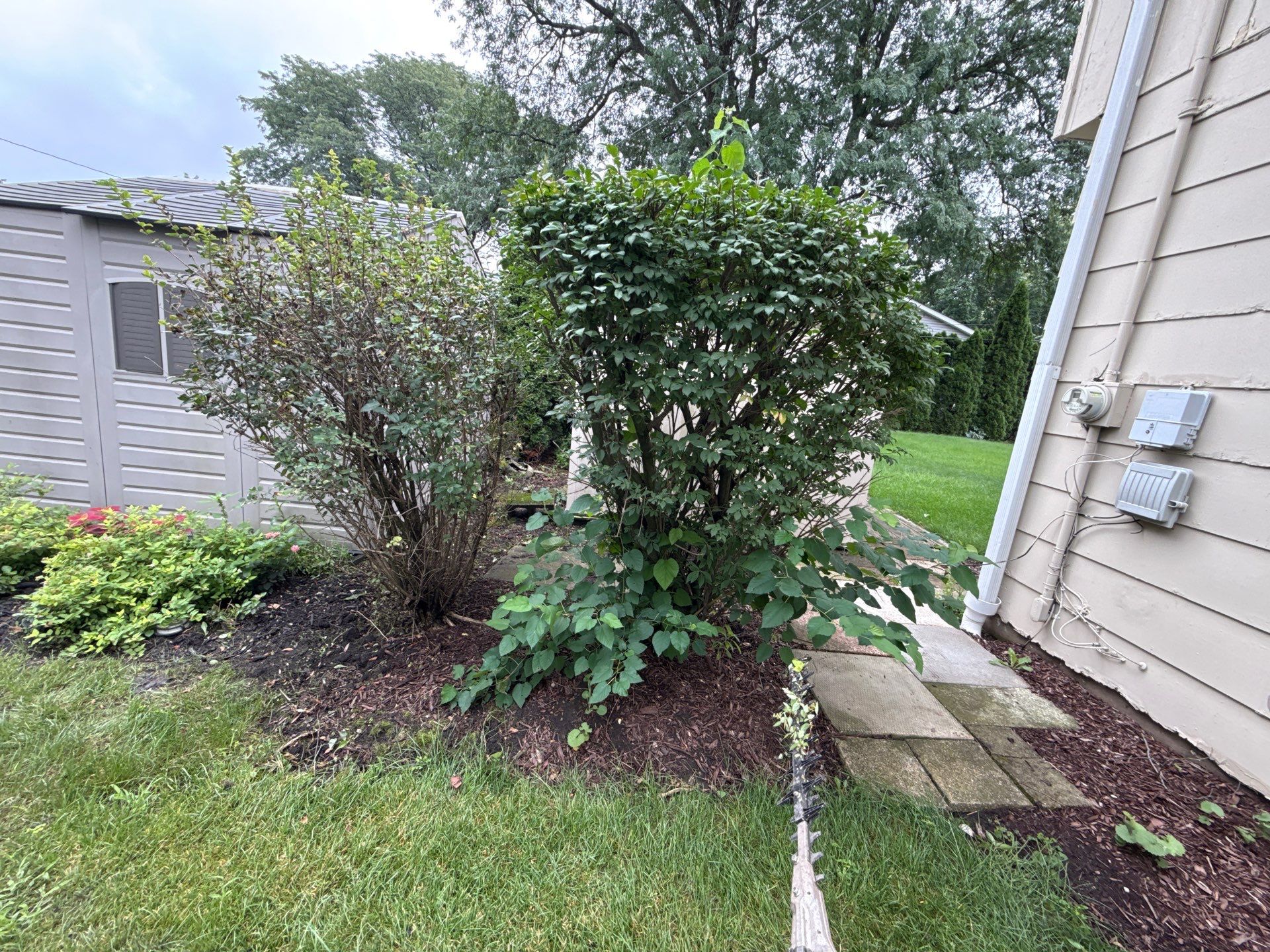 Renee K. - Mount Prospect, IL by A&N 