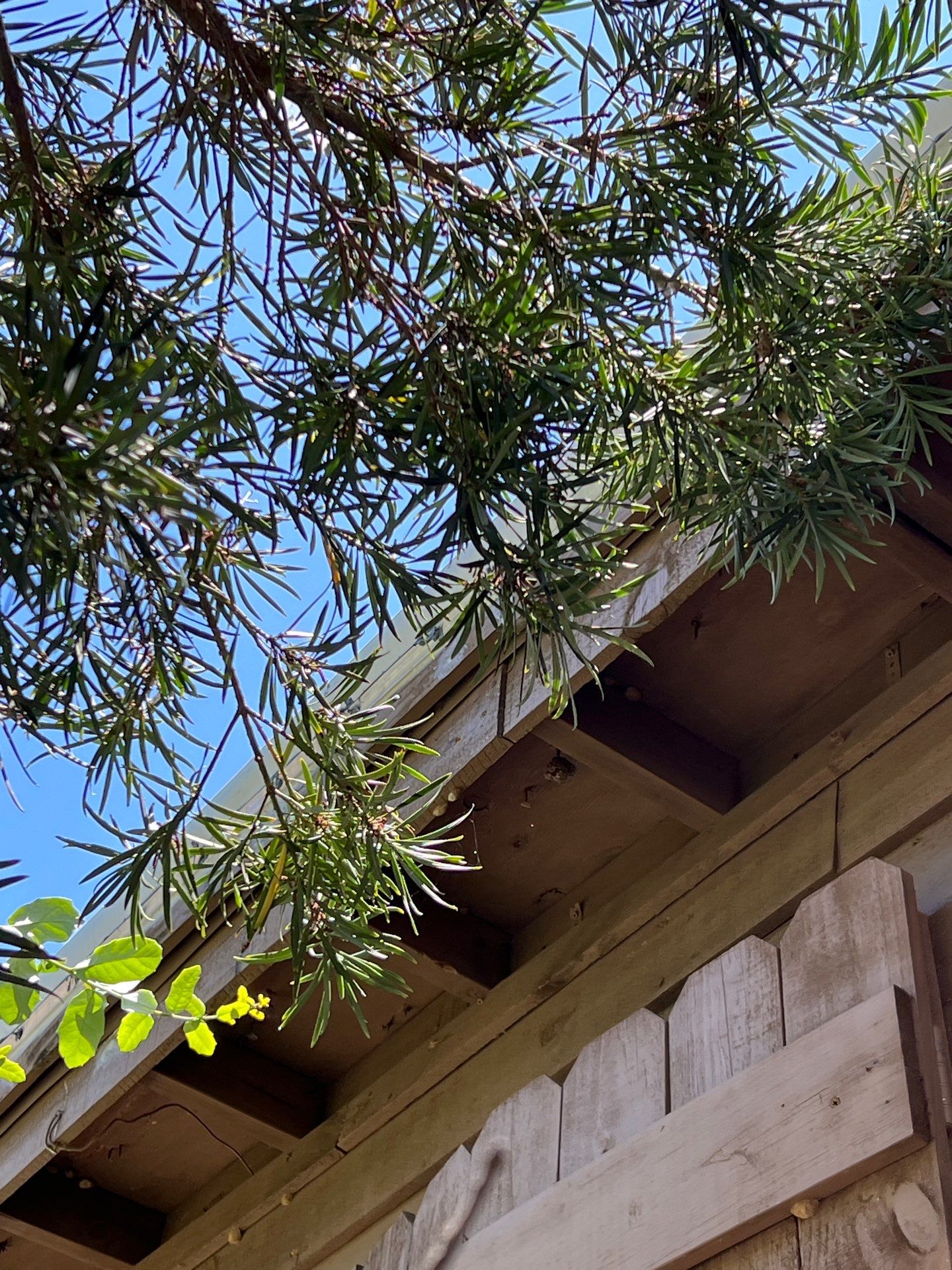Cartoon Roof turned TPO Elegant by Bayfront Roofing and Construction