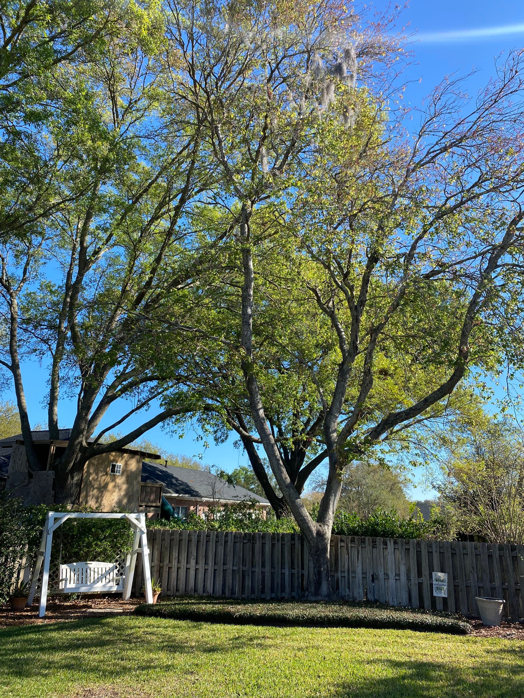 Deerwood Resident | Tree Service by ProGreen Services