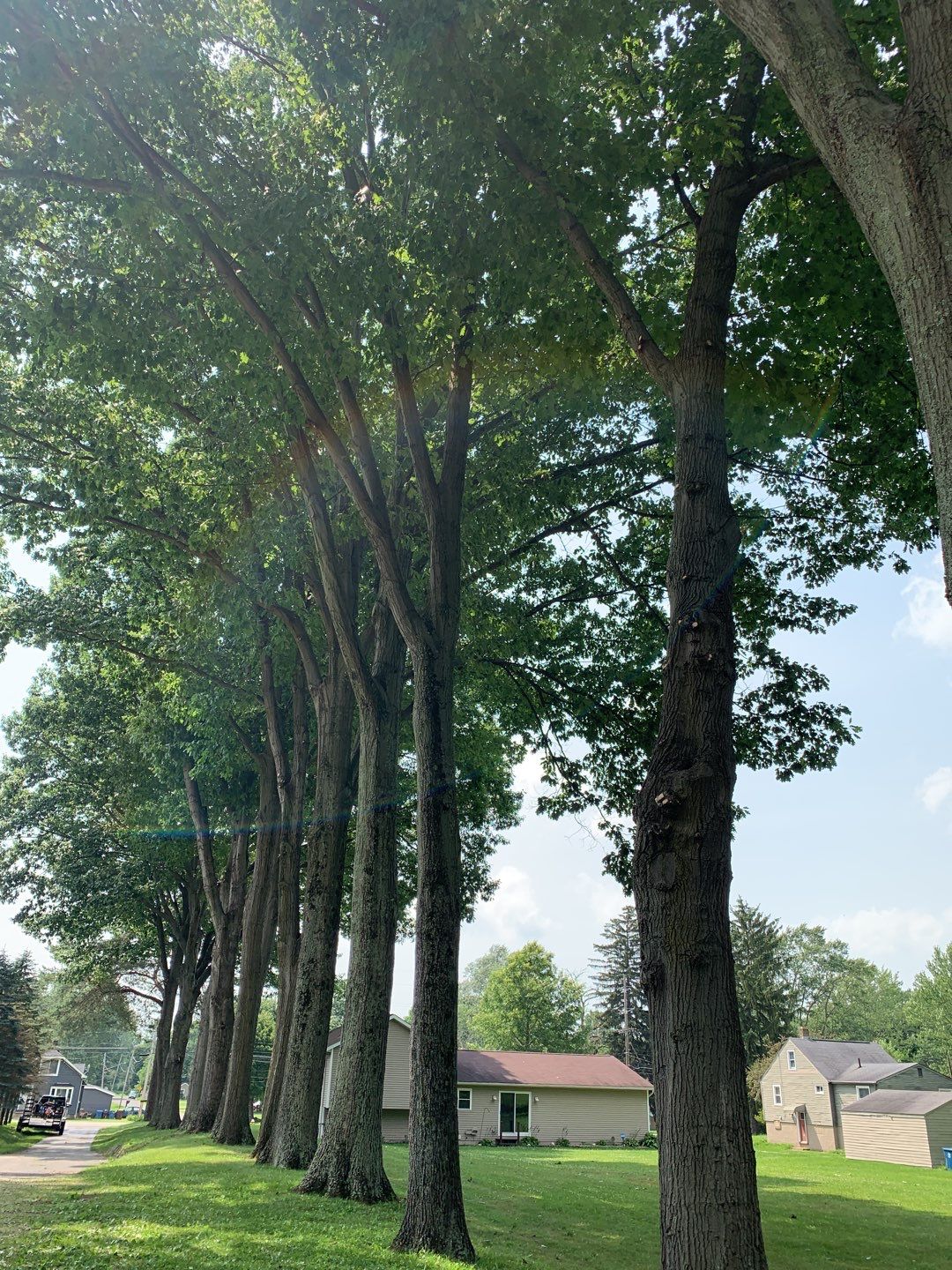 Tree Trimming by Mike Jones & Sons Tree Service LLC 