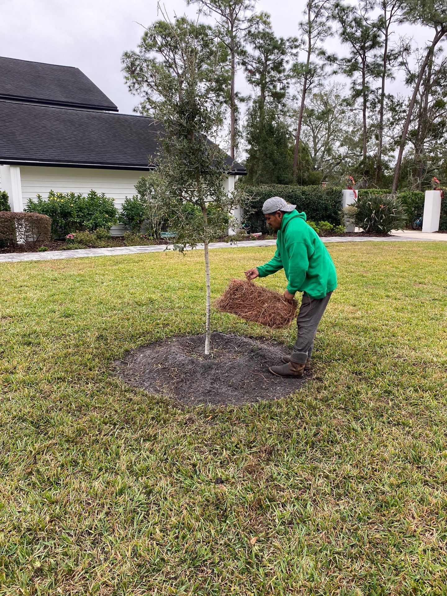 Deerwood | Live Oak Planting Project  by ProGreen Services