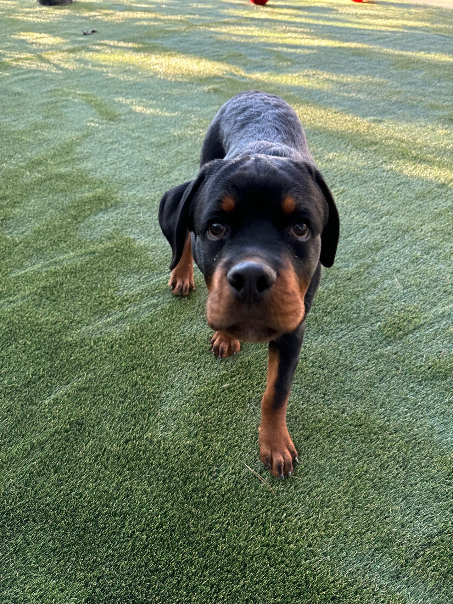 K9Grass in Danville, IN by ForeverLawn NEIN/INDY