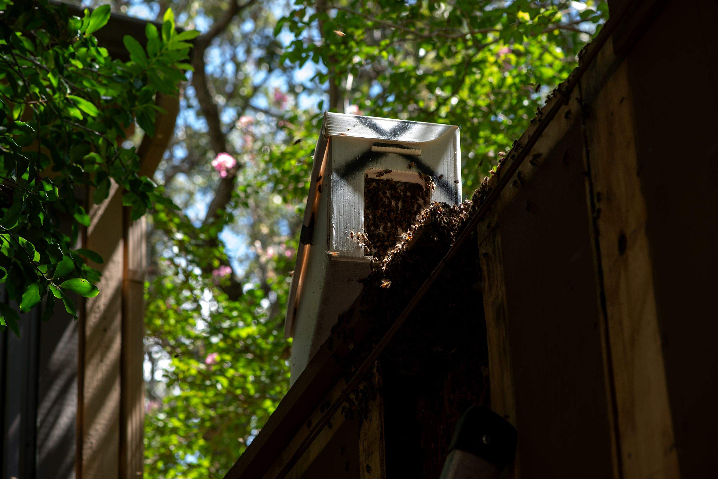 Condo Patio by Rockwall Honey Bee Company