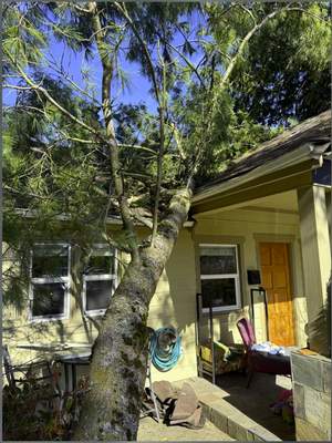 🌲 Seattle Tree Removal – Failing Western White Pine Over Home | ISA Certified Arborist Project
