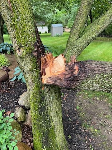 Tree Removal using Tree Removal by Mike Jones & Sons Tree Service LLC 