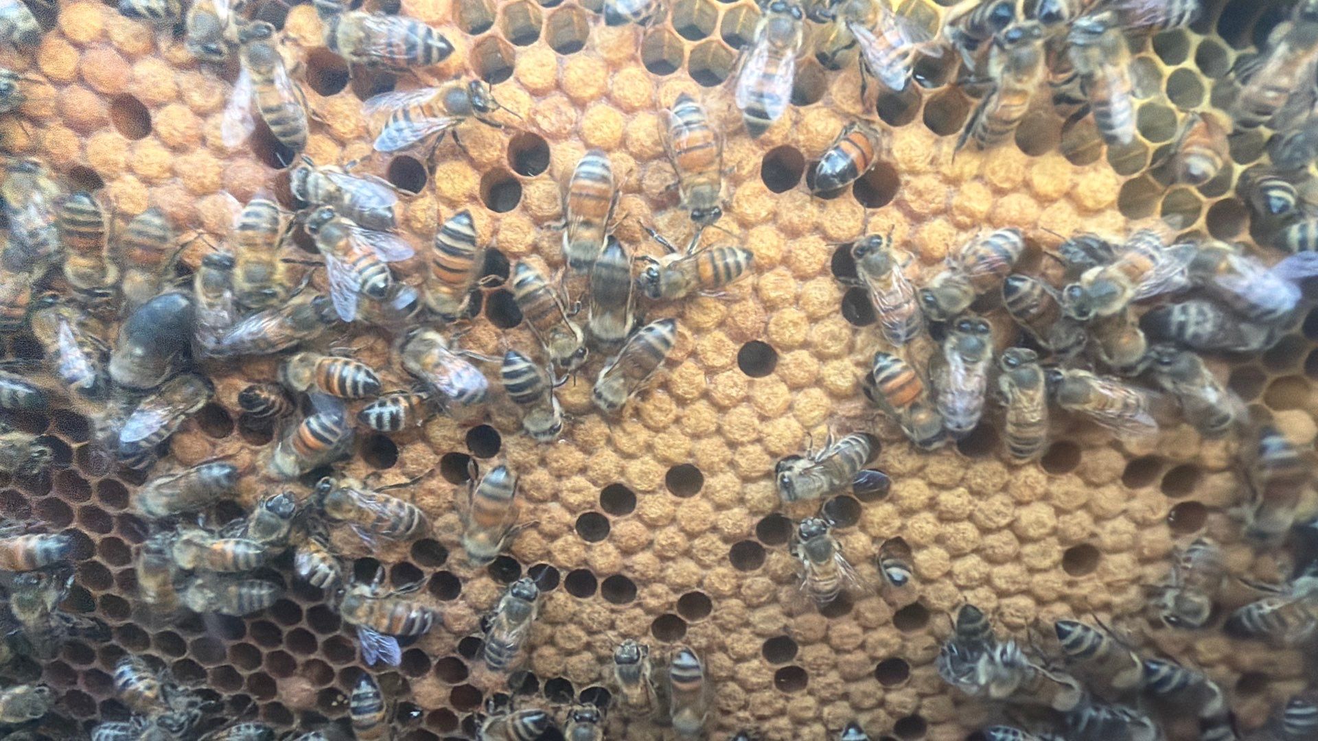 Double Family Property in Heath for Ag. Exemption by Rockwall Honey Bee Company
