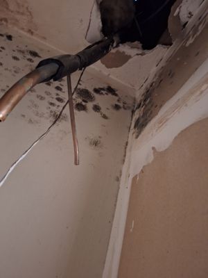 Mold Remediation in Jeffersonville, IN