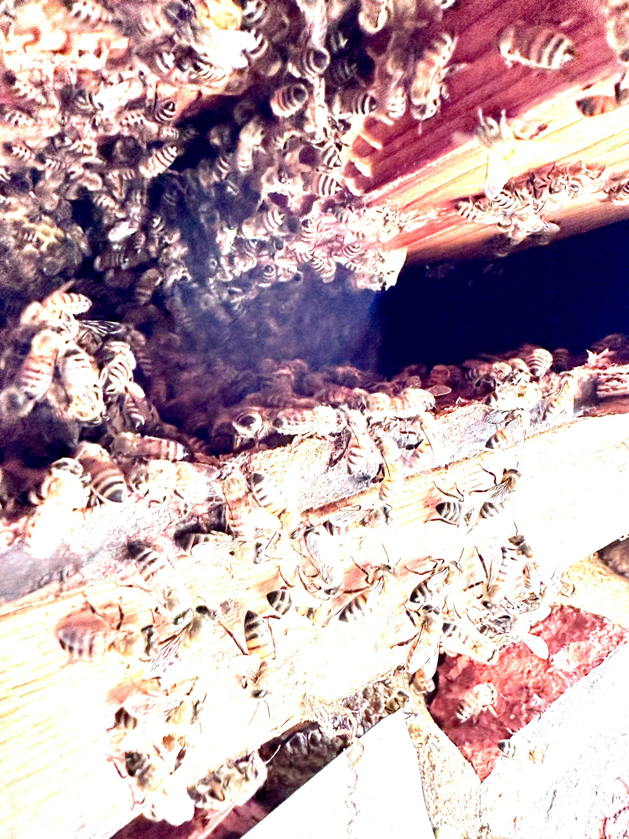 Elevated by Rockwall Honey Bee Company