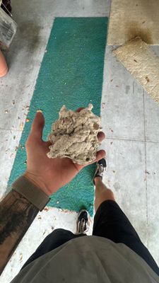 Air Duct and Dryer Vent Cleaning in Clermont