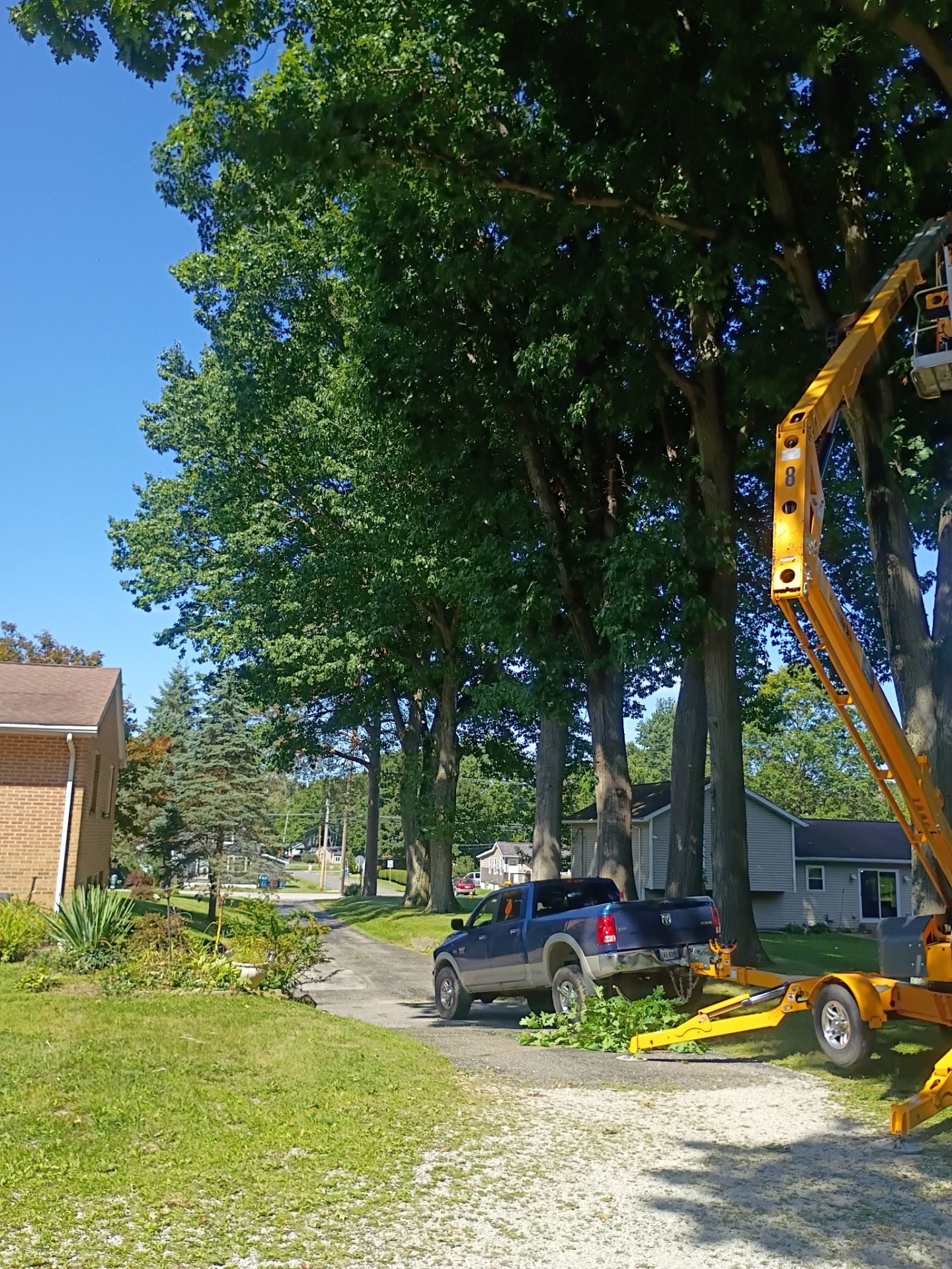 Tree Trimming & Tree Removal in Akron Ohio by Mike Jones & Sons Tree Service LLC 