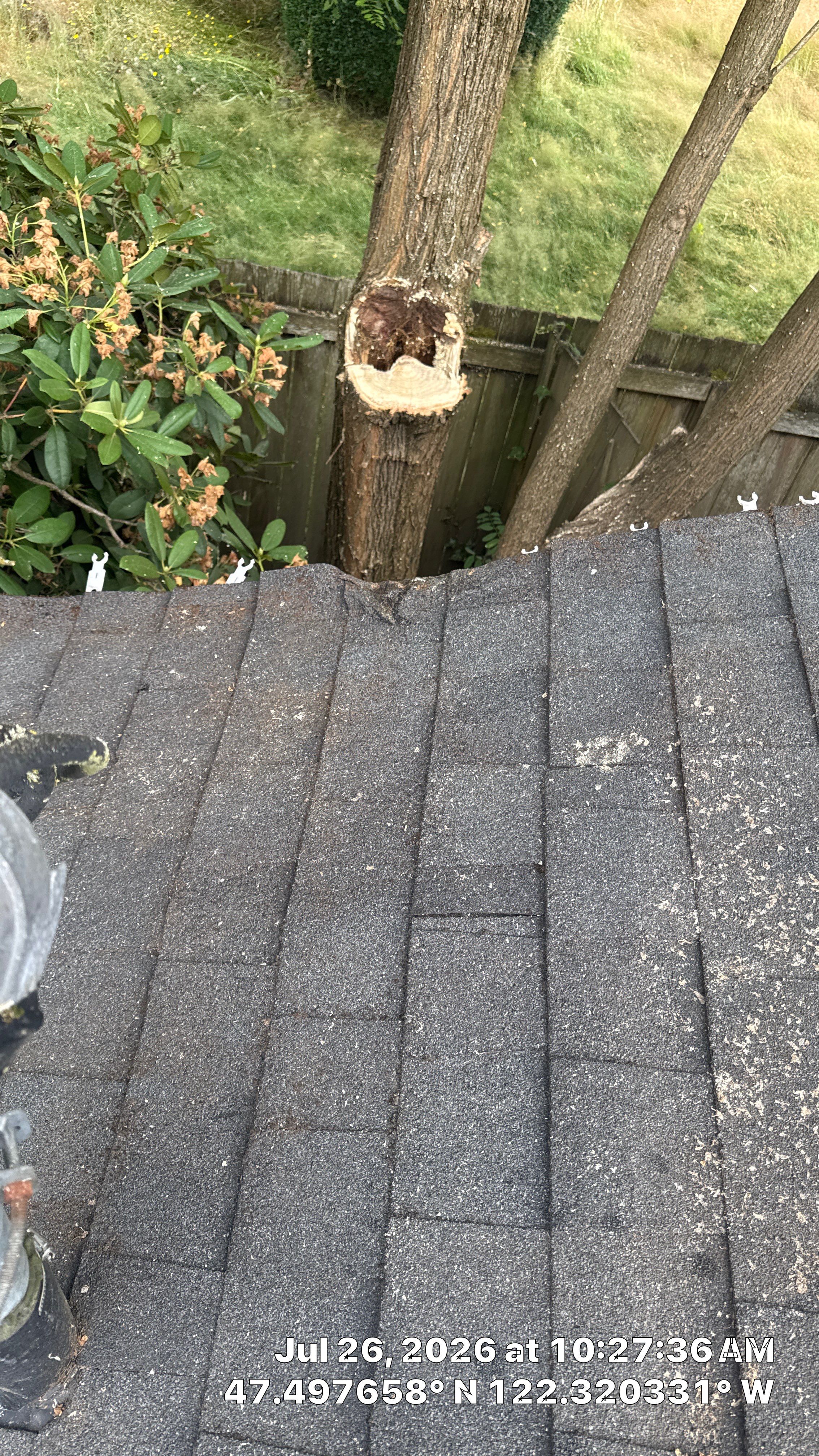 Emergency Tree Service for Fallen Stem on Seattle Roof by Sound Tree Care LLC