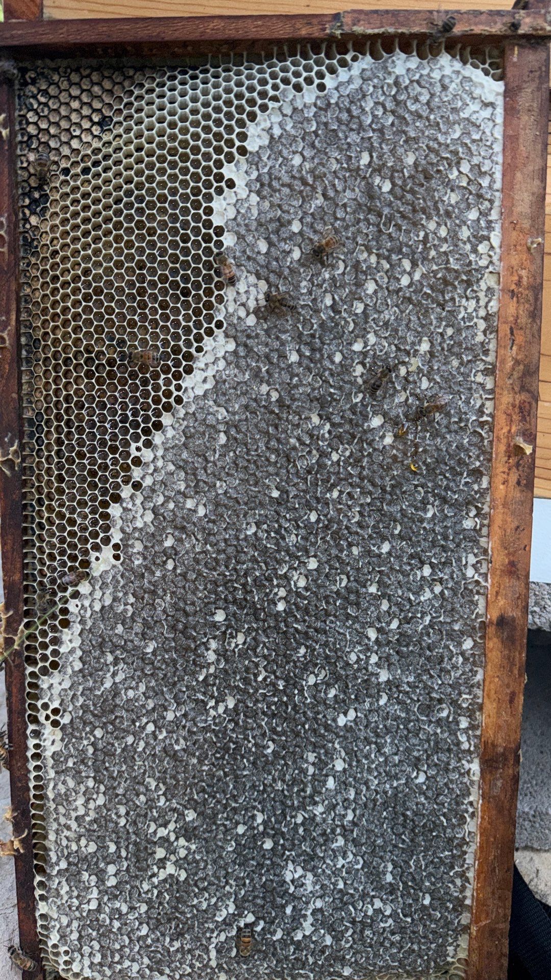 Corporate HQ by Rockwall Honey Bee Company