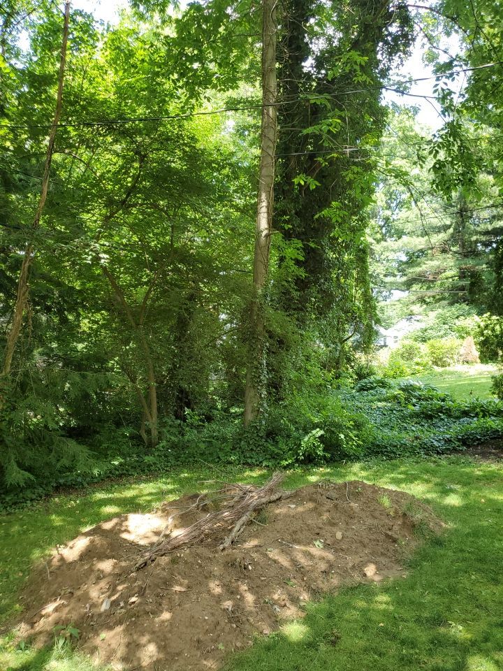 Tree Removal using Tree Removal by Mike Jones & Sons Tree Service LLC 