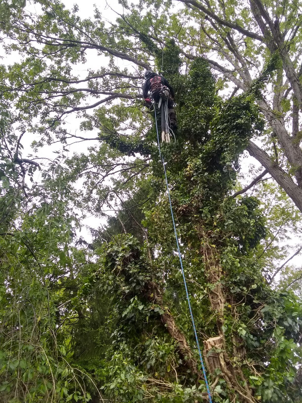 Tree Removal using Tree Removal by Mike Jones & Sons Tree Service LLC 
