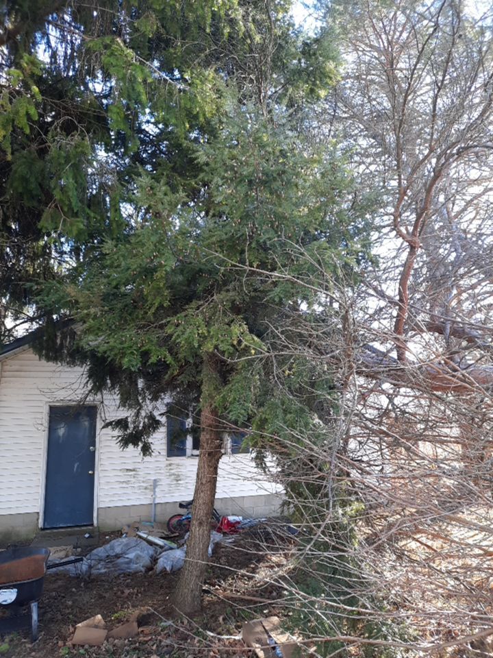 Storm Damaged Tree Removal  using Tree Removal by Mike Jones & Sons Tree Service LLC 