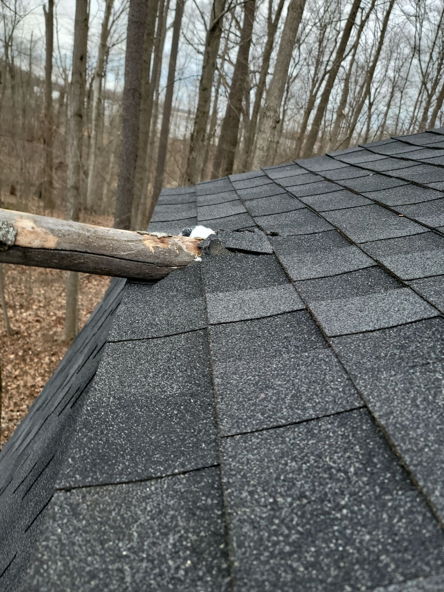 Dante M: Atlas Pinnacle, Color, Black Shadow, Drip Edge, Color, White by Eagle Eye Roofing