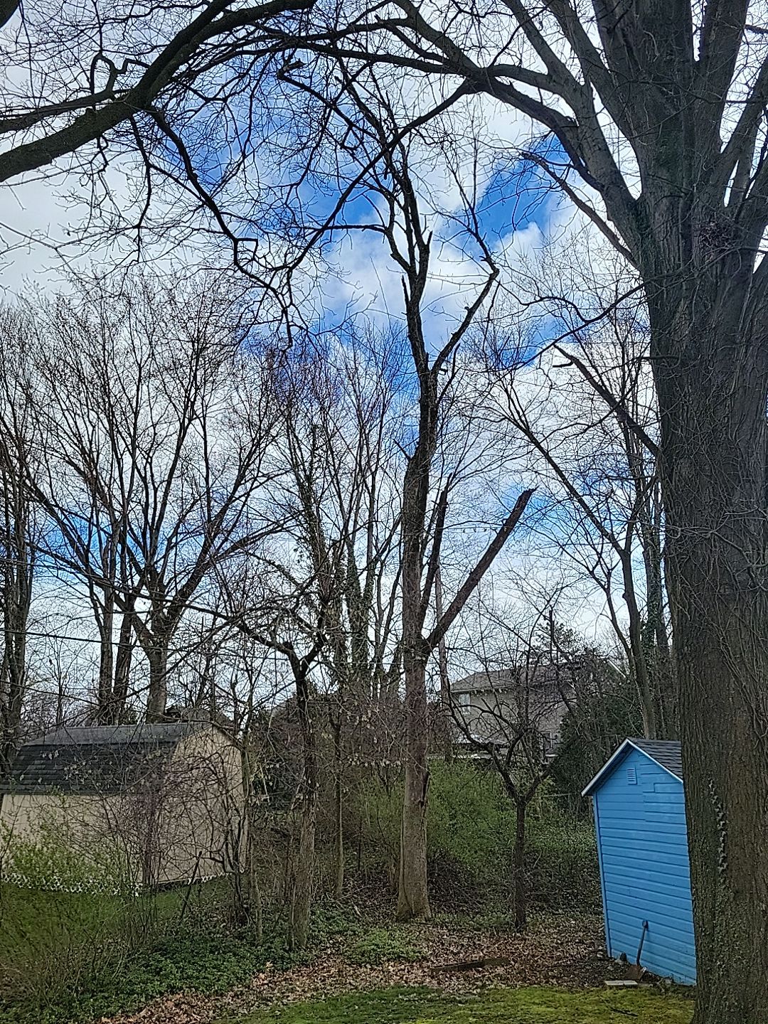 Tree Trimming using Tree Pruing by Mike Jones & Sons Tree Service LLC 