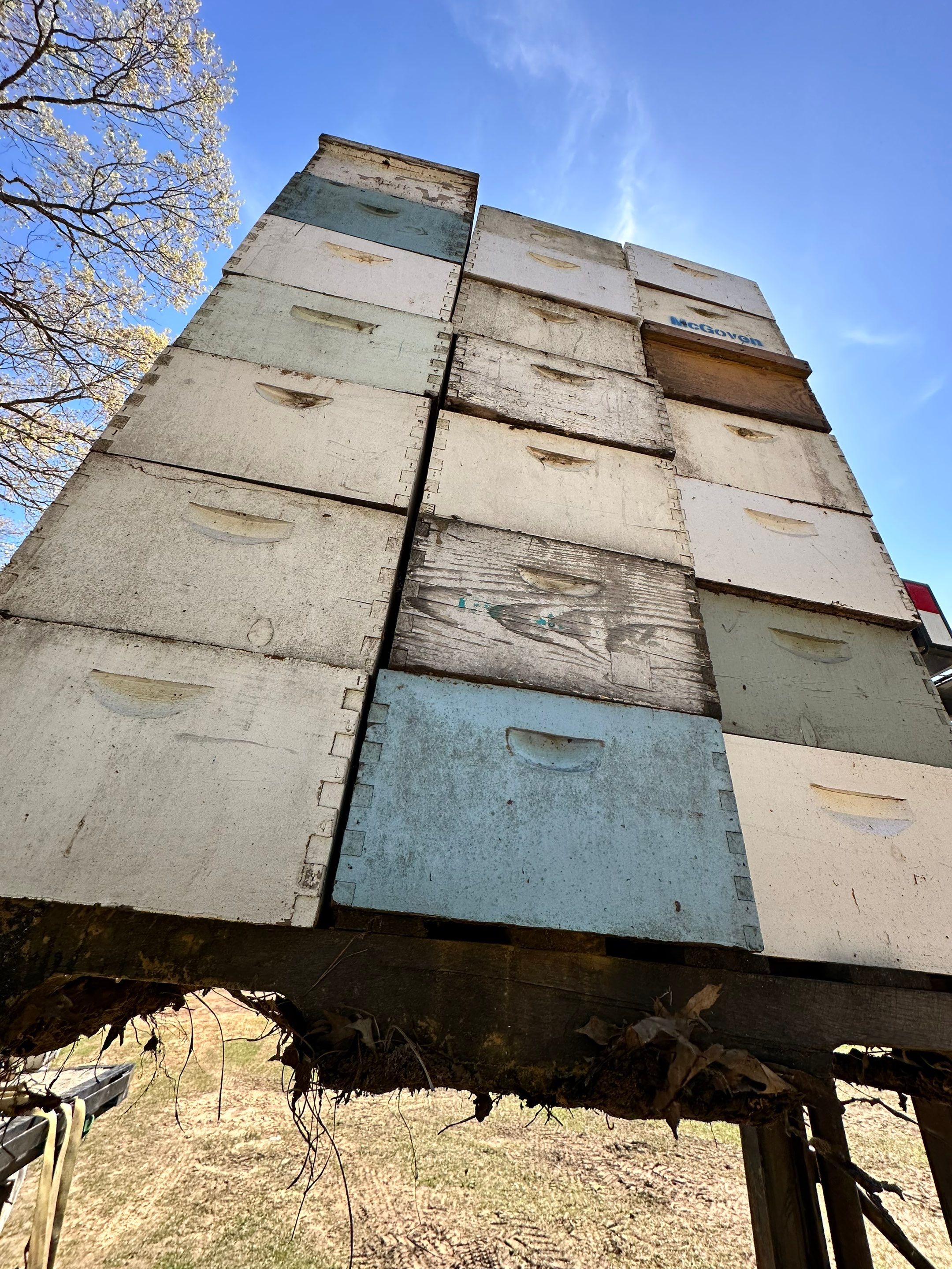 W Family Apiary by Rockwall Honey Bee Company