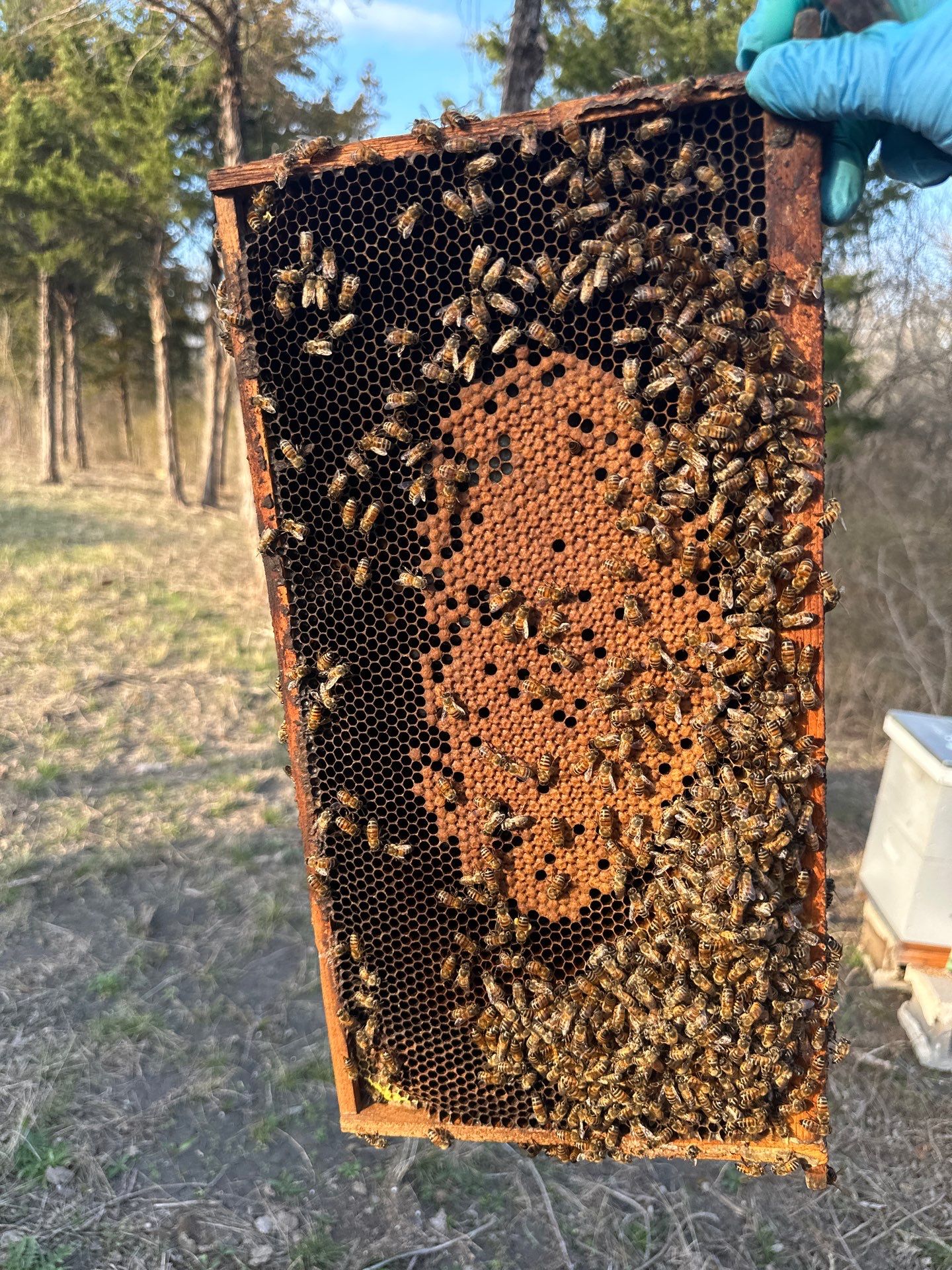Rockwall County Ag. Exemption by Rockwall Honey Bee Company
