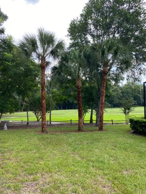 Deerwood Residence | Palm Tree Trimming