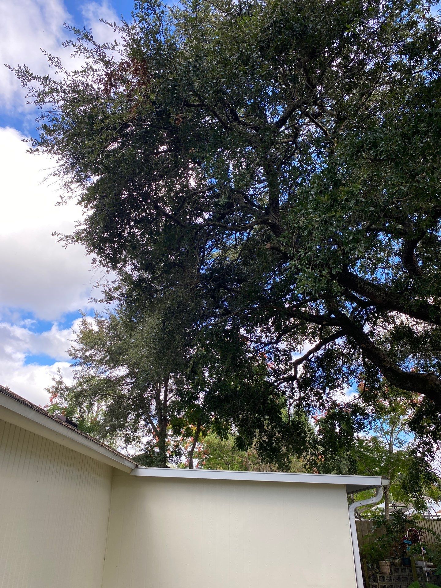 Tree Trimming | Residential by ProGreen Services