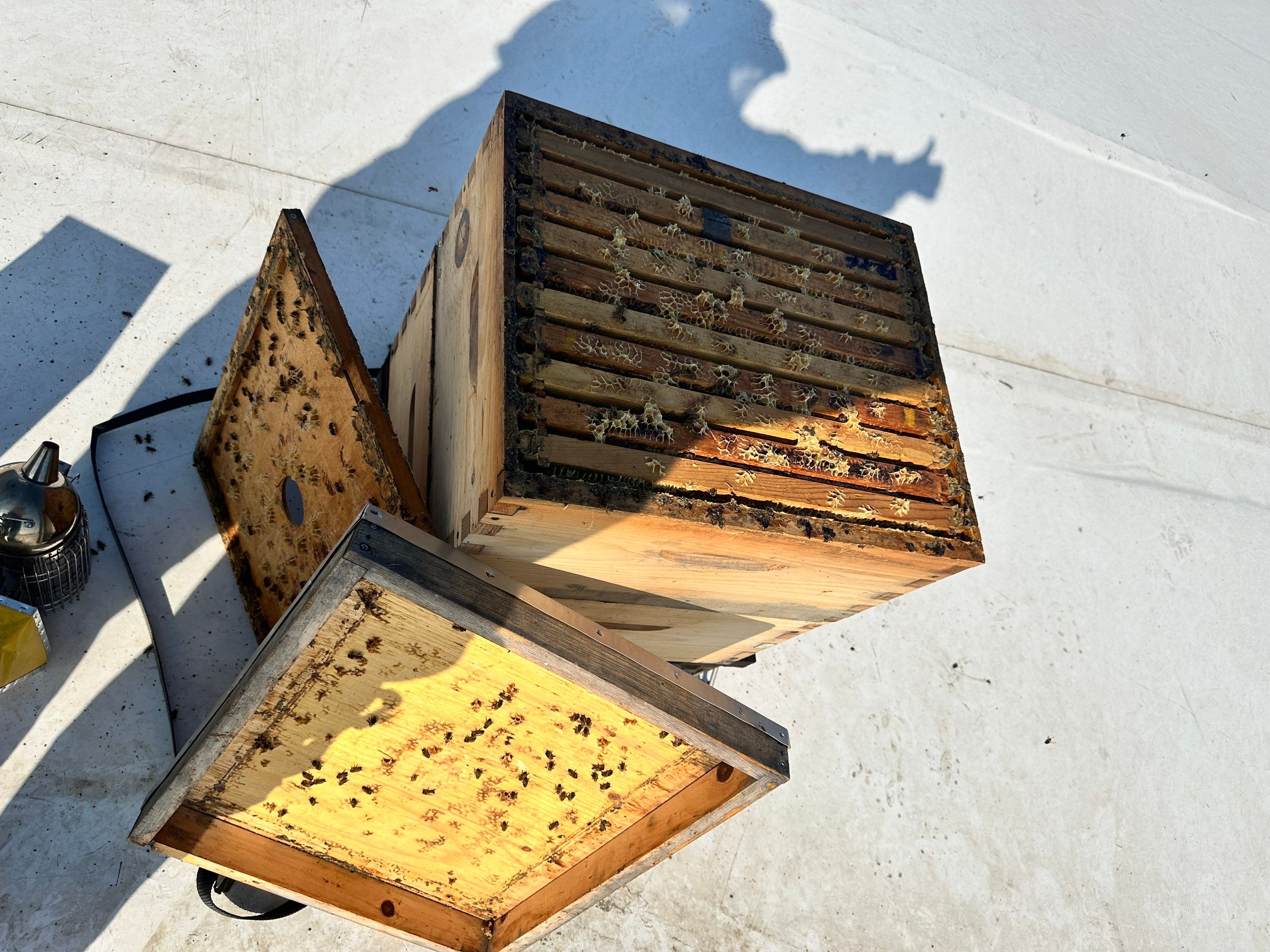 Rooftop Bees in Frisco by Rockwall Honey Bee Company