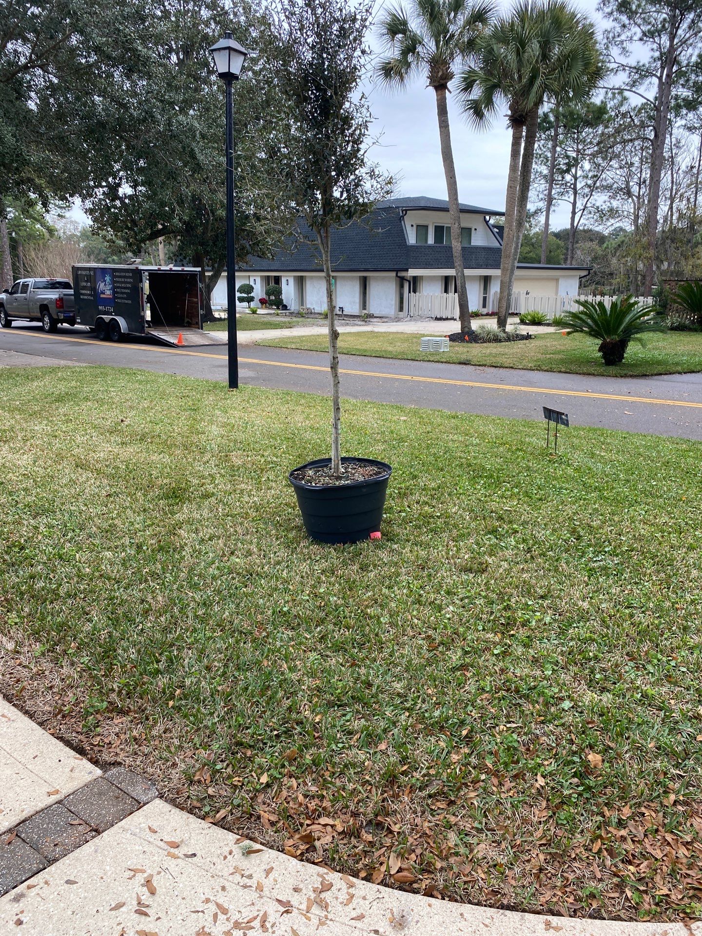 Deerwood | Live Oak Planting Project  by ProGreen Services