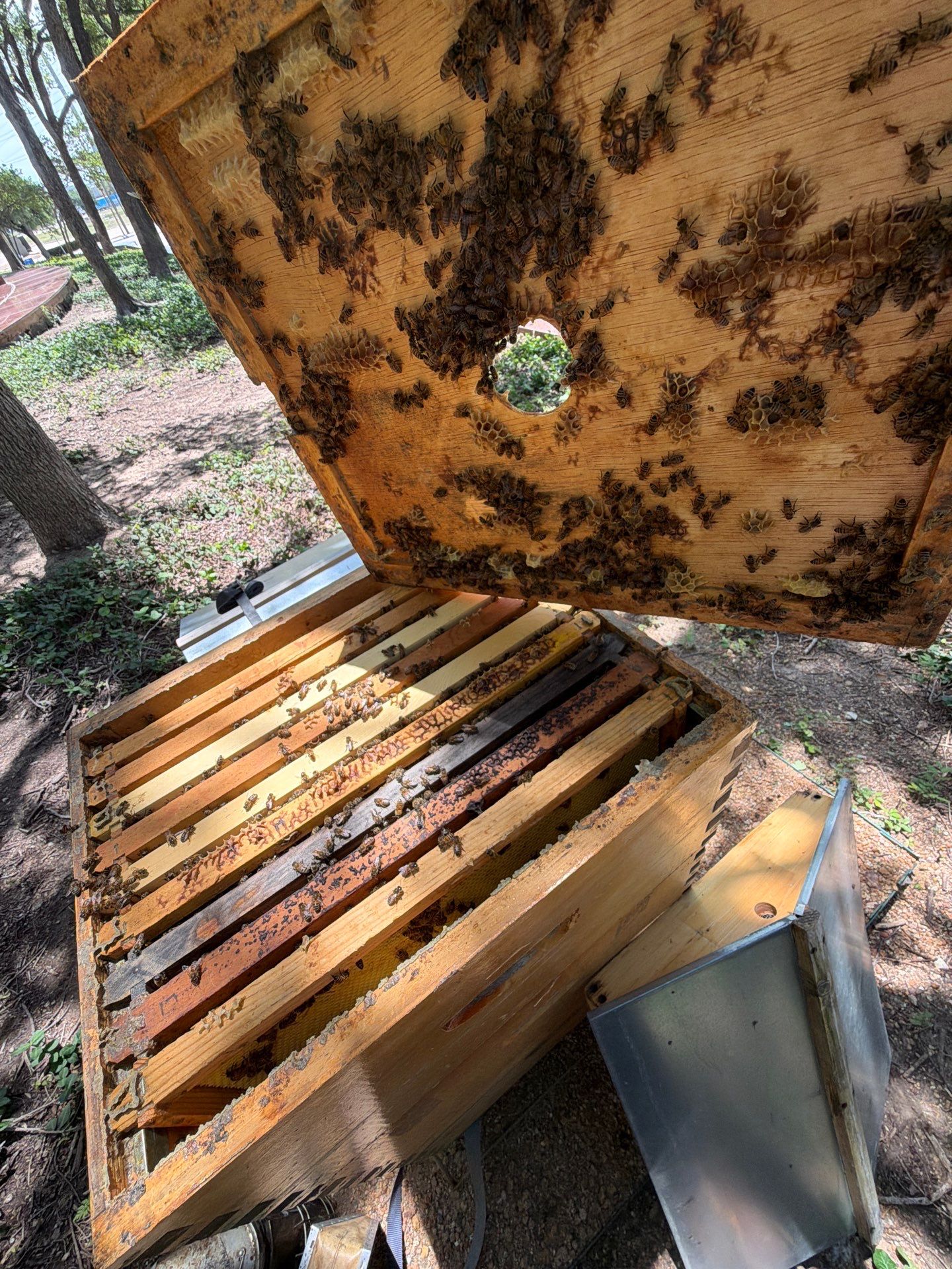 Urban Bees in North Dallas by Rockwall Honey Bee Company