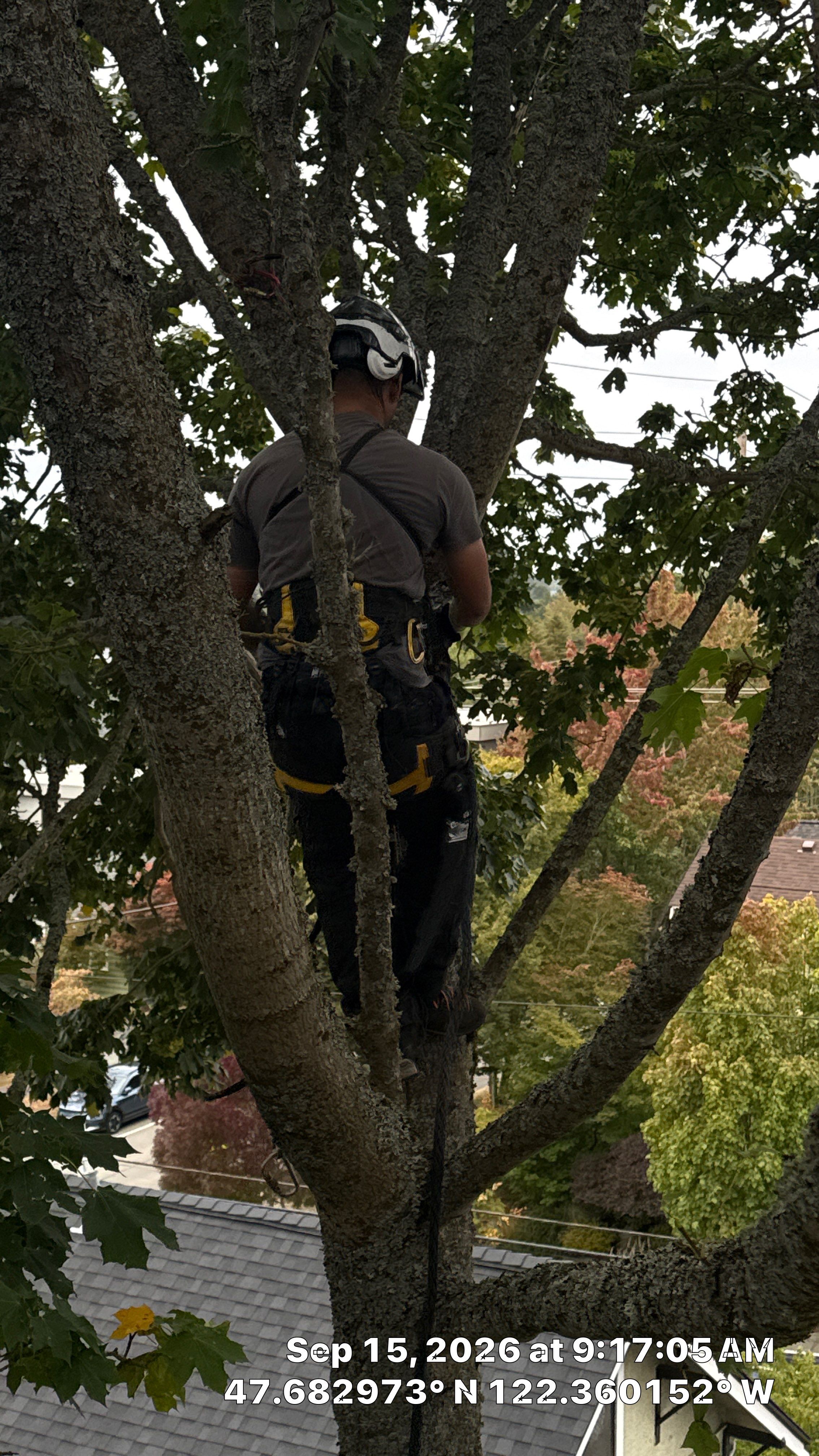 Seattle Tree Cabling and Structural Support System Installation by Sound Tree Care LLC