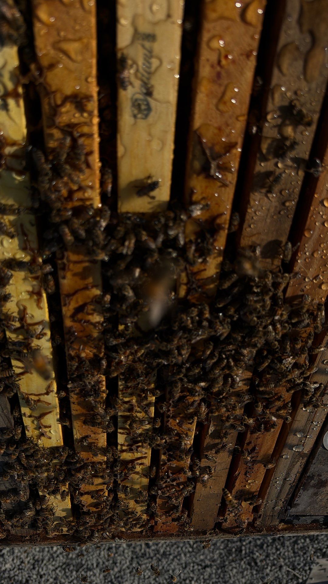Momma K’s apiary by Rockwall Honey Bee Company