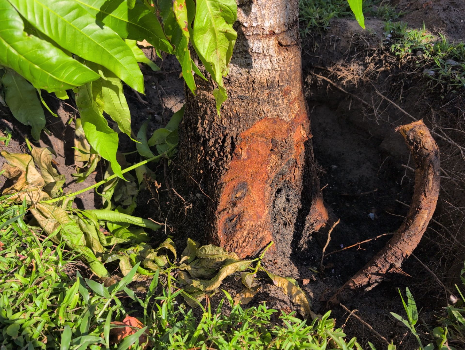 Stump Removal by
M.A.B. Landscaping & Property Maintenance