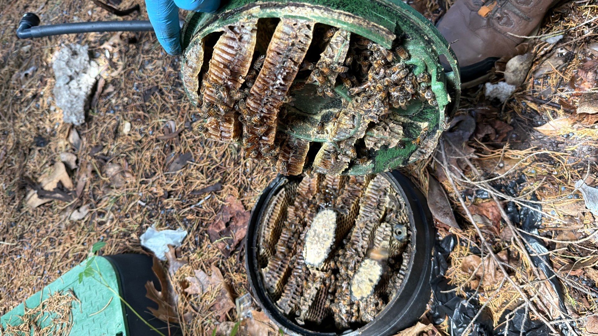 Mossy Mystery Bees by Rockwall Honey Bee Company