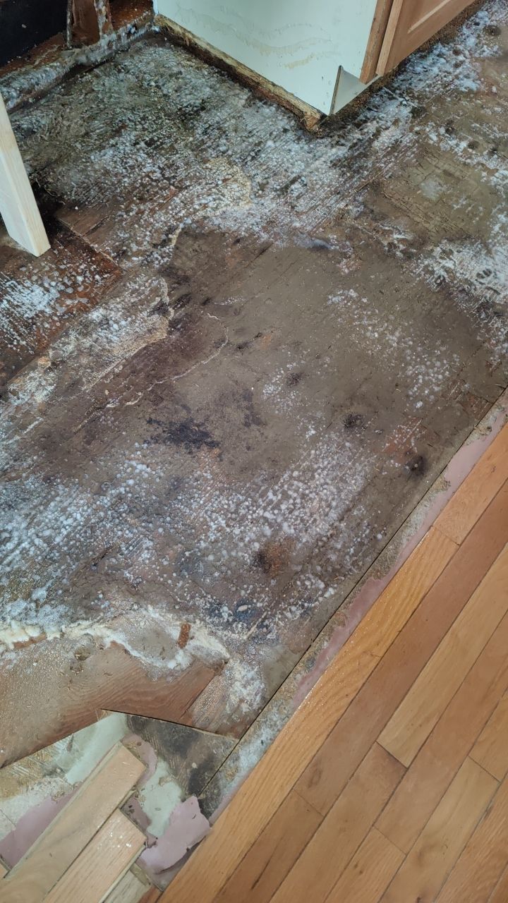 Mold Damage by Accountable Home Services
