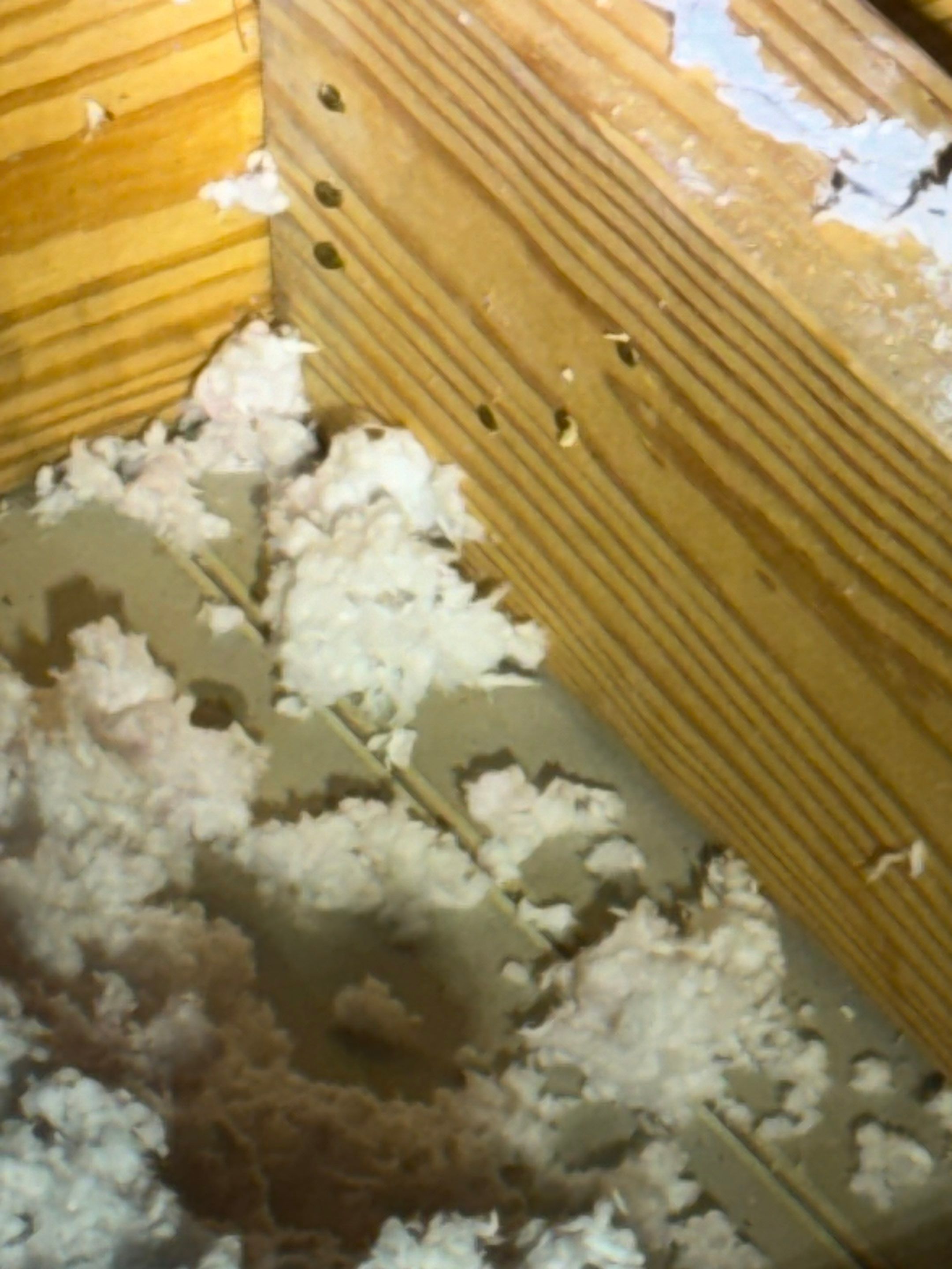 Hail Damage using Owen's Corning Duration (Lifetime) Shingles by Roof Repair Company