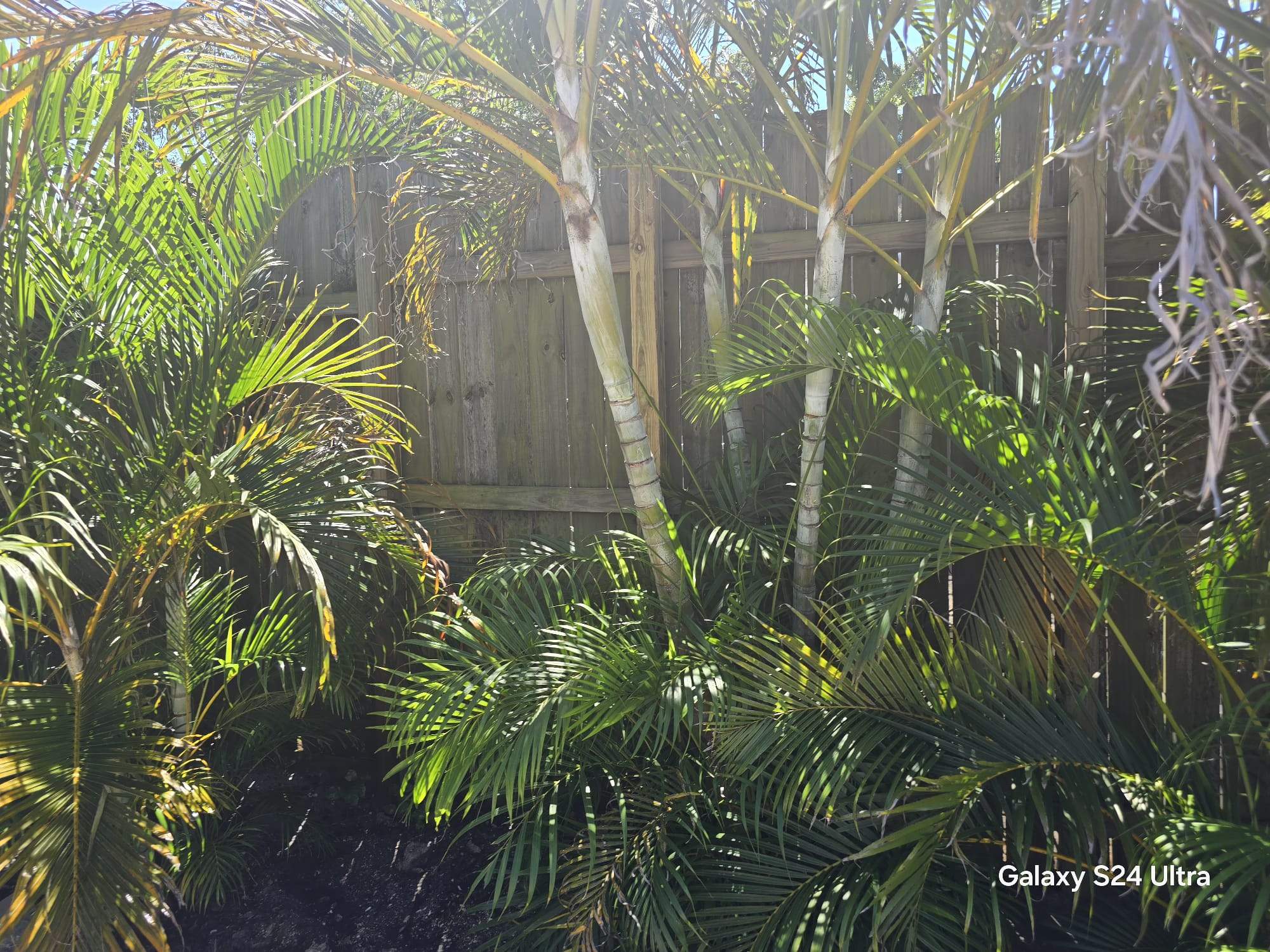 Residential Wood Privacy and Chain Link Fence Installation in Sarasota by True Fence LLC