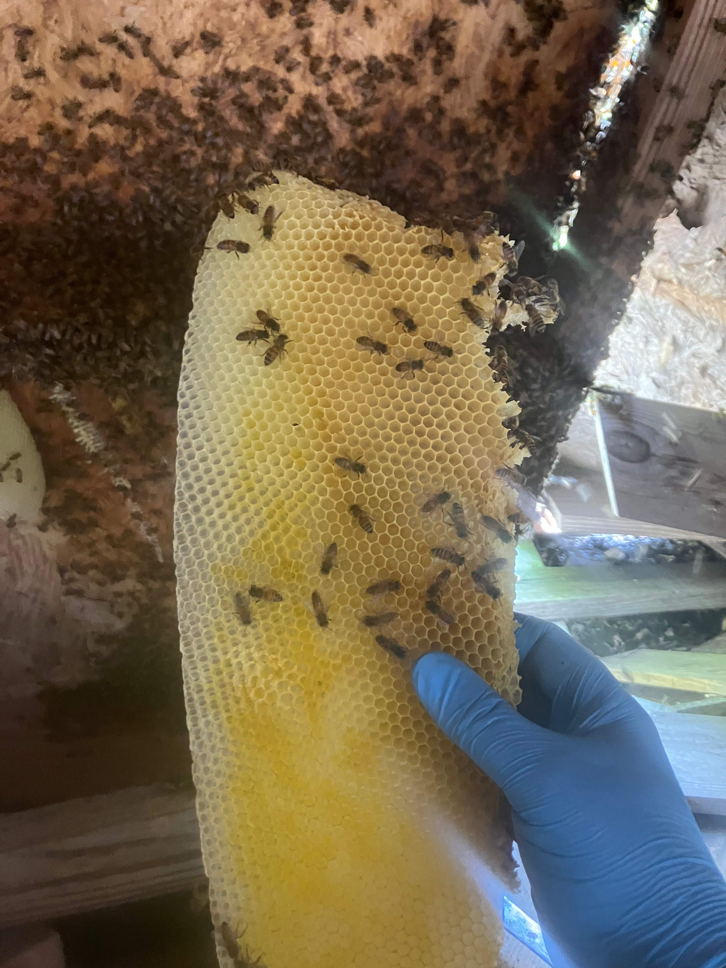 Open Air Garage Beesli by Rockwall Honey Bee Company